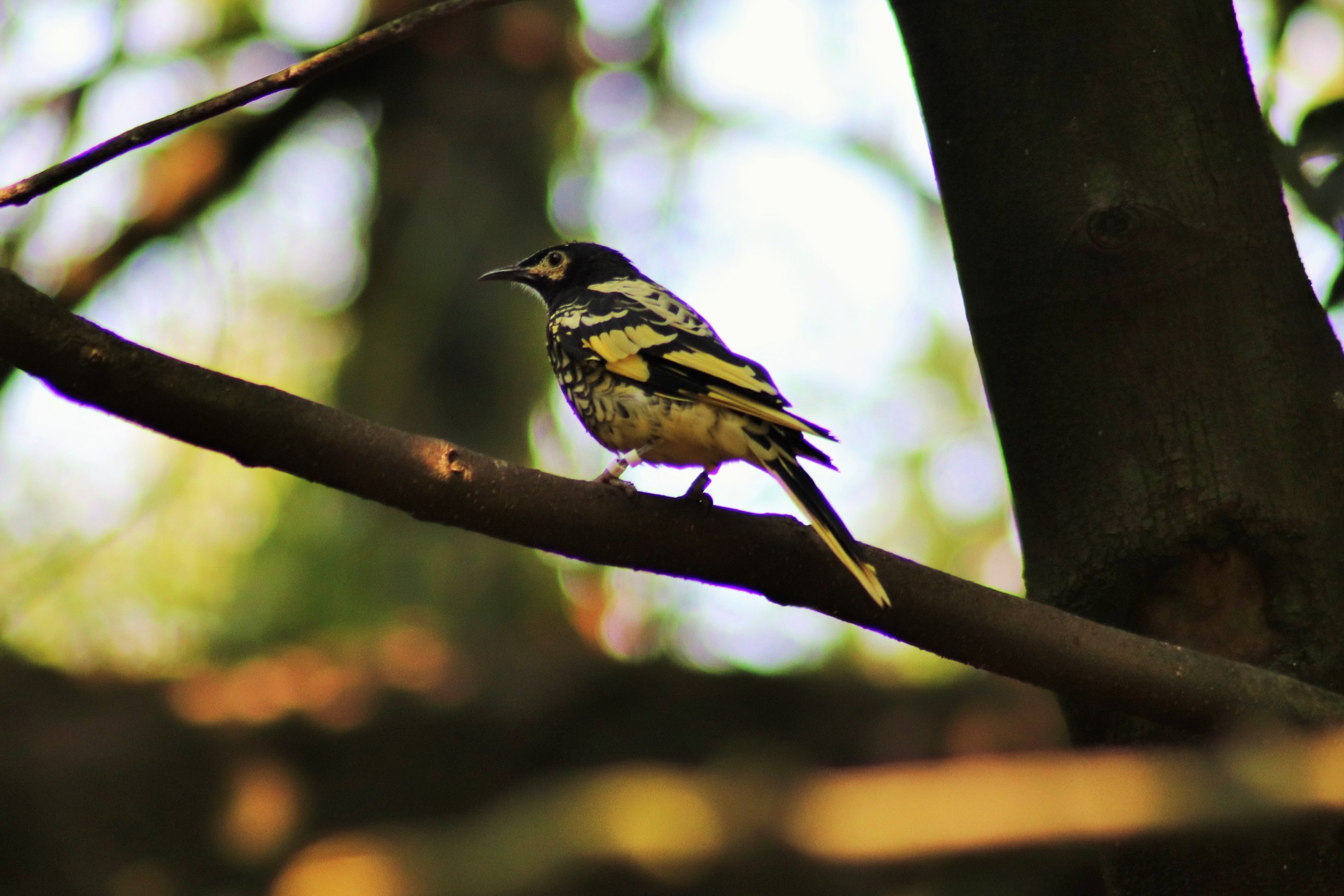 Regent Honeyeater (Anthochaera phrygia)