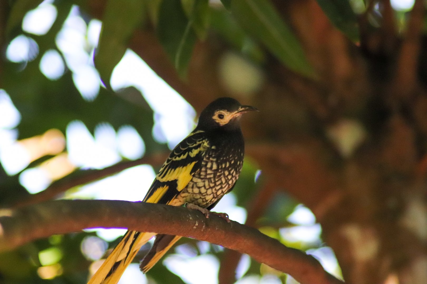 Regent Honeyeater (Anthochaera phrygia)