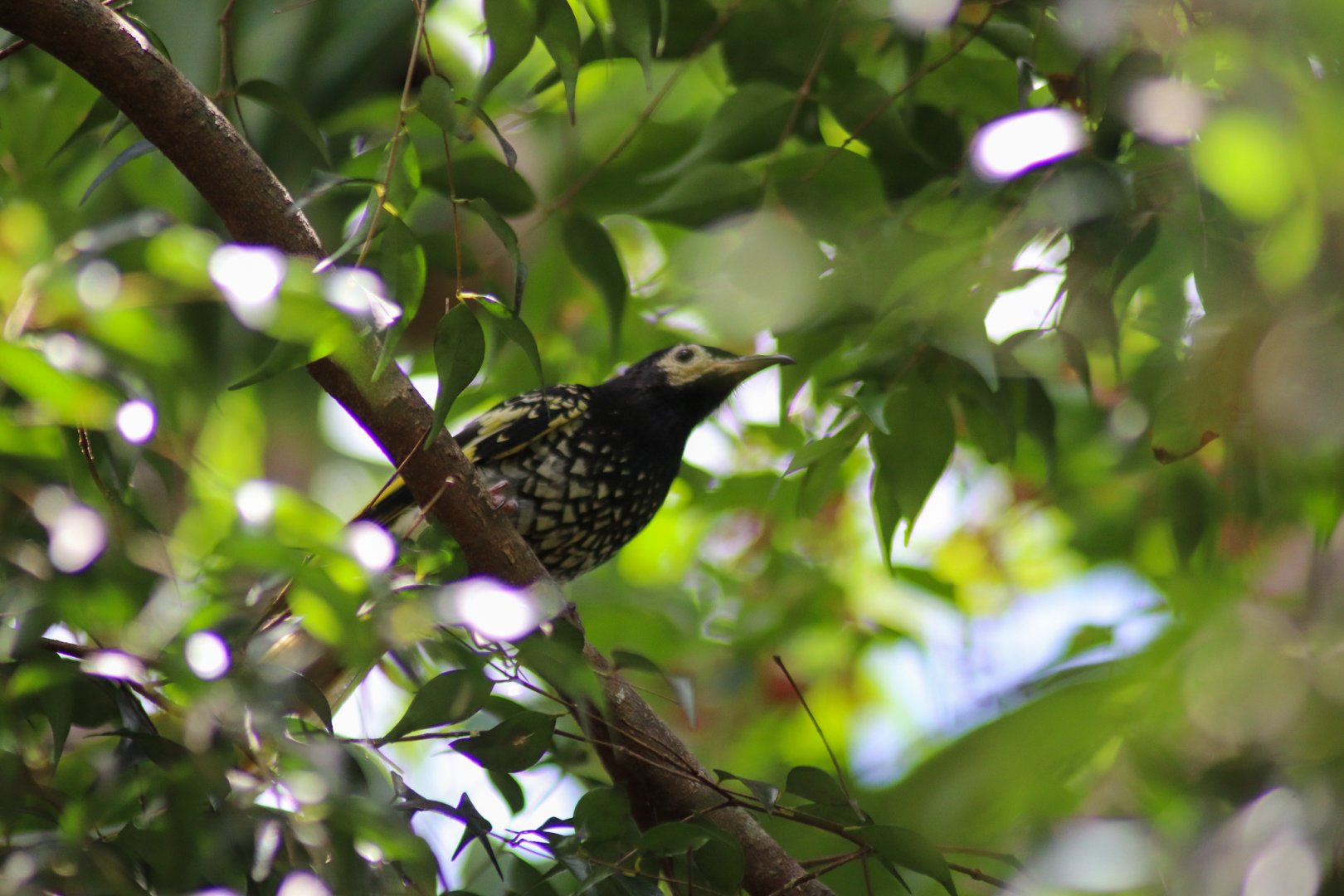 Regent Honeyeater (Anthochaera phrygia)