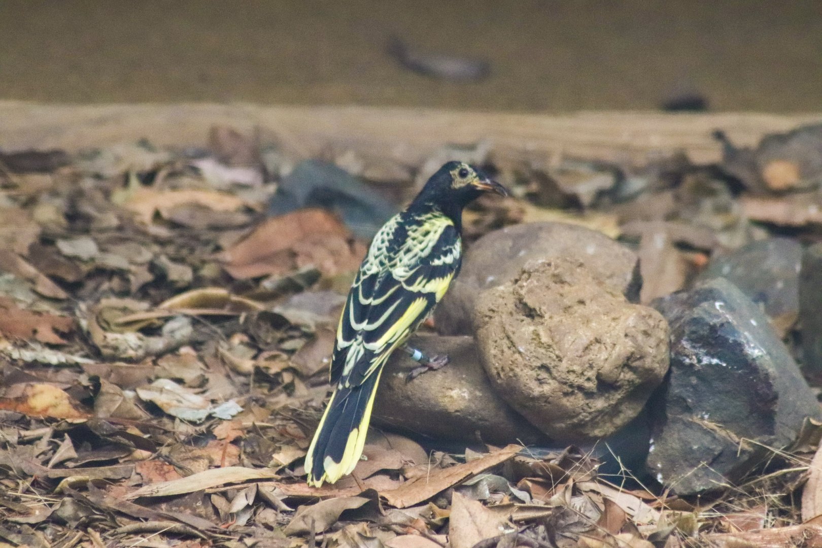 Regent Honeyeater (Anthochaera phrygia)