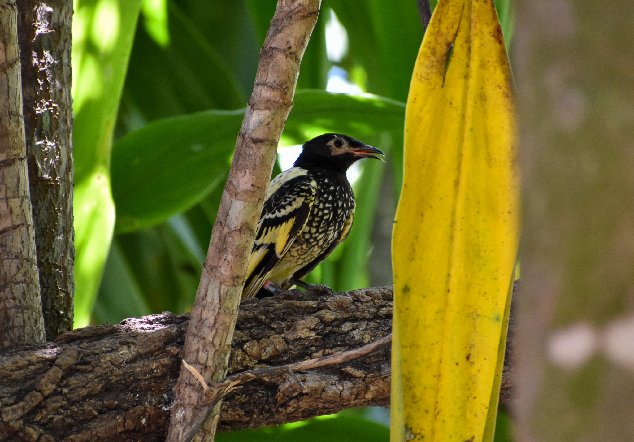Regent Honeyeater (Anthochaera phrygia)