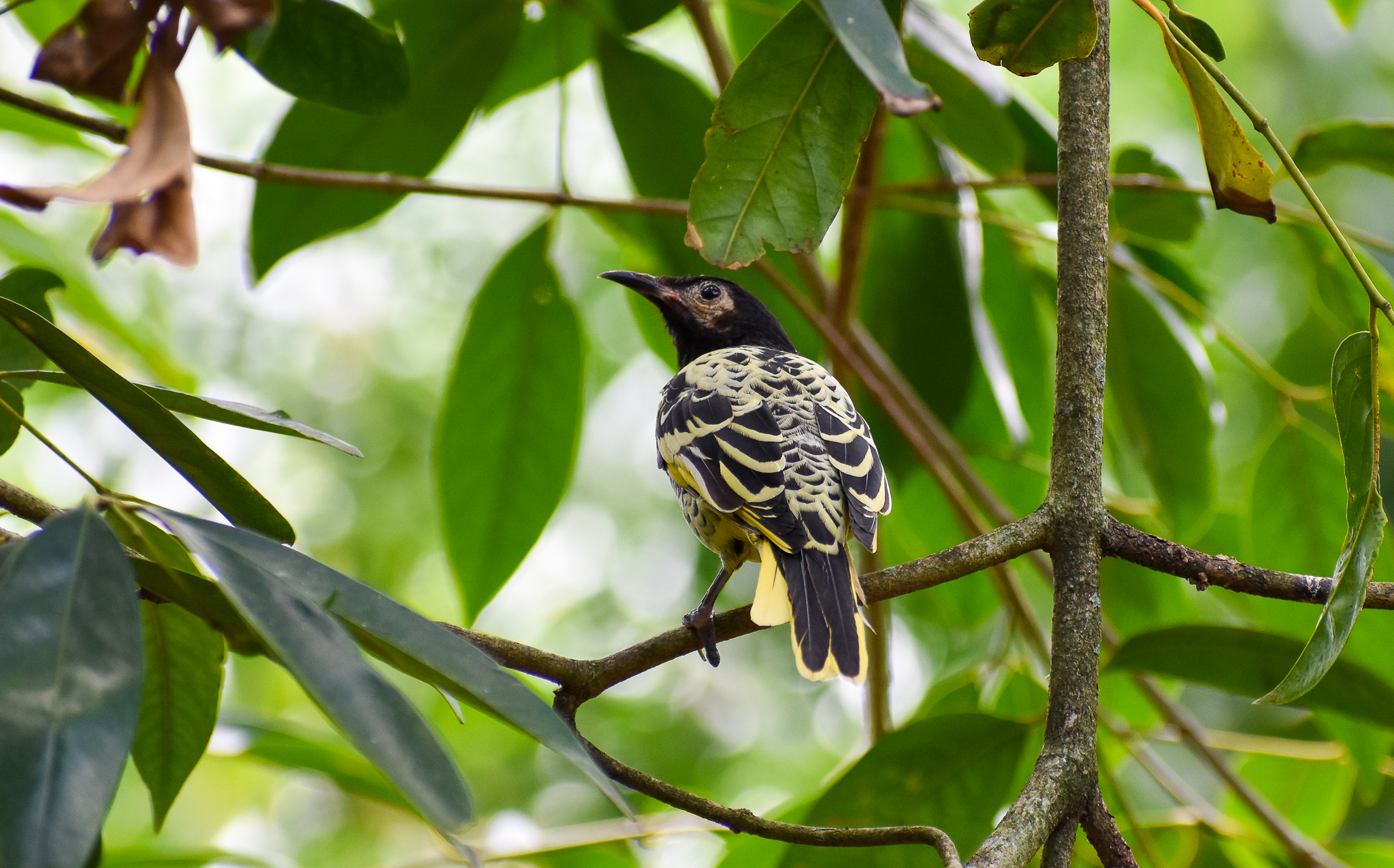 Regent Honeyeater (Anthochaera phrygia)