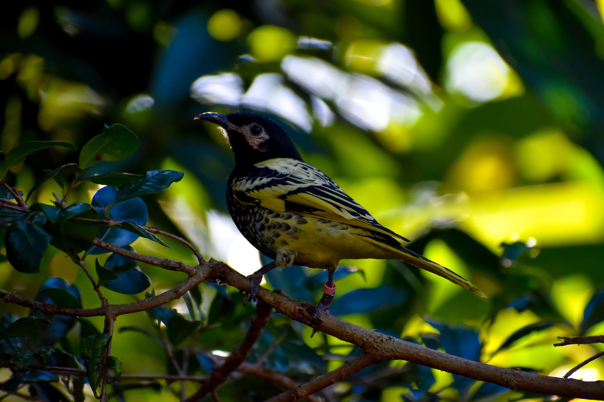 Regent Honeyeater (Anthochaera phrygia)