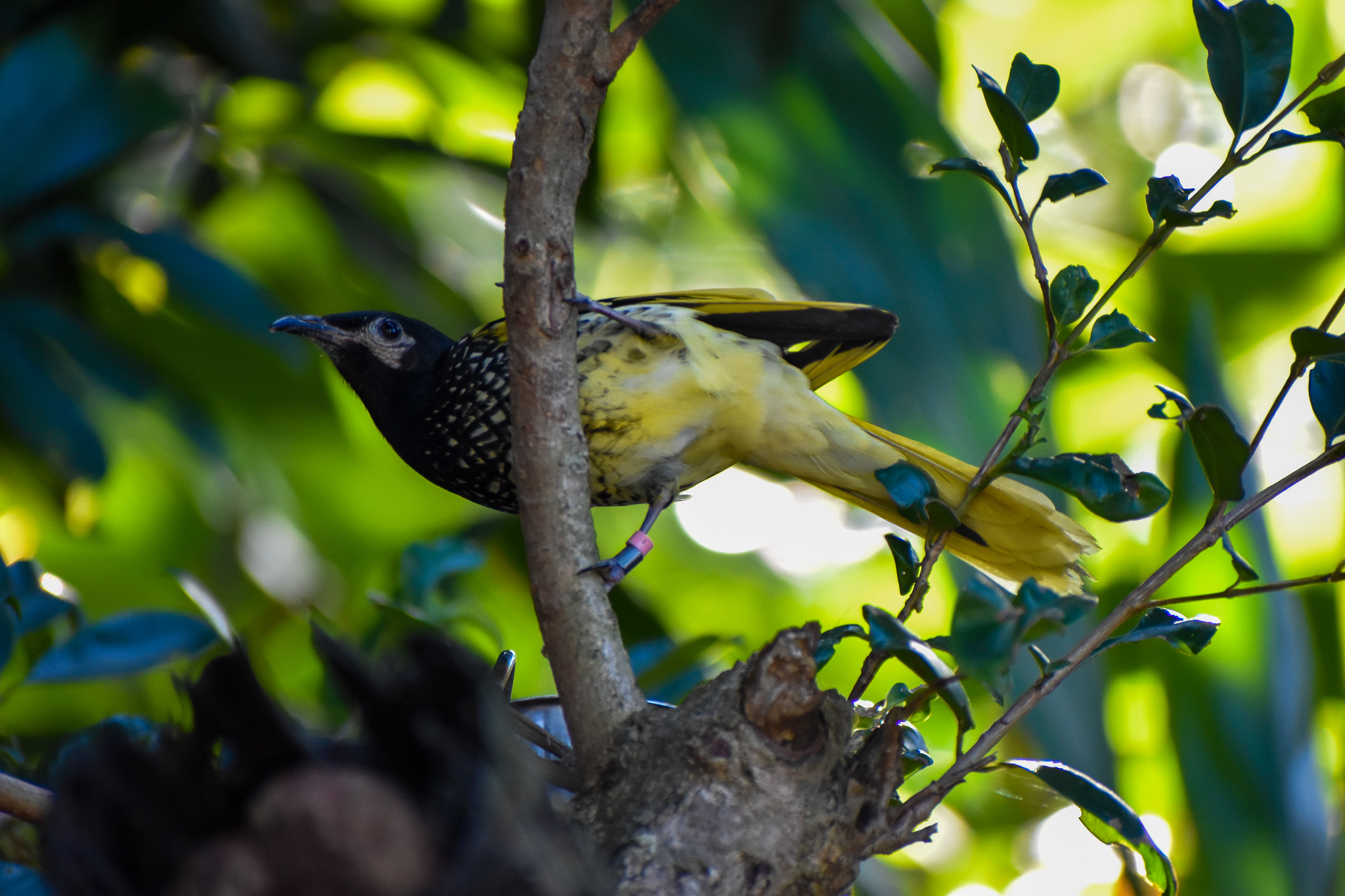 Regent Honeyeater (Anthochaera phrygia)