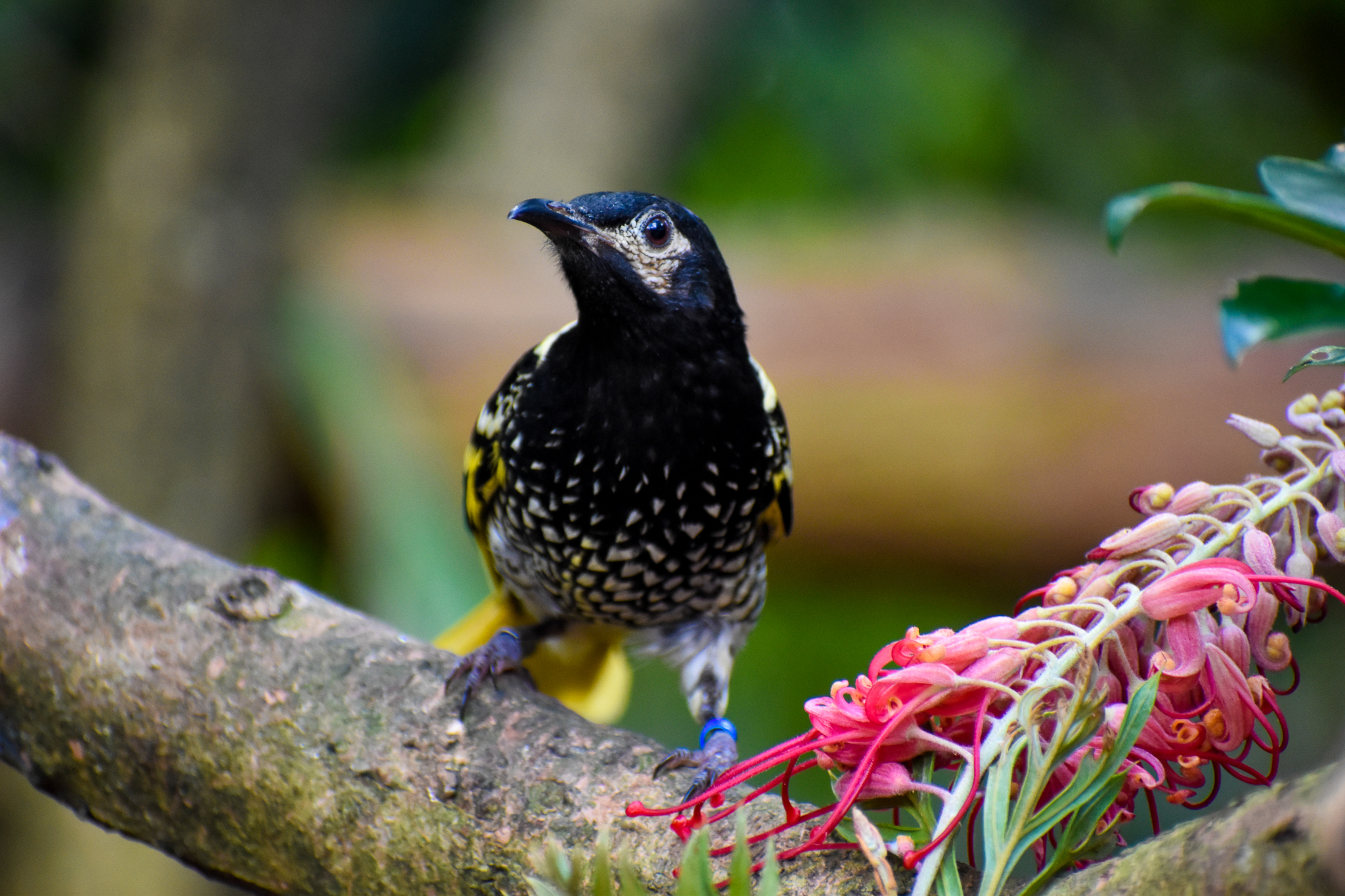 Regent Honeyeater (Anthochaera phrygia)
