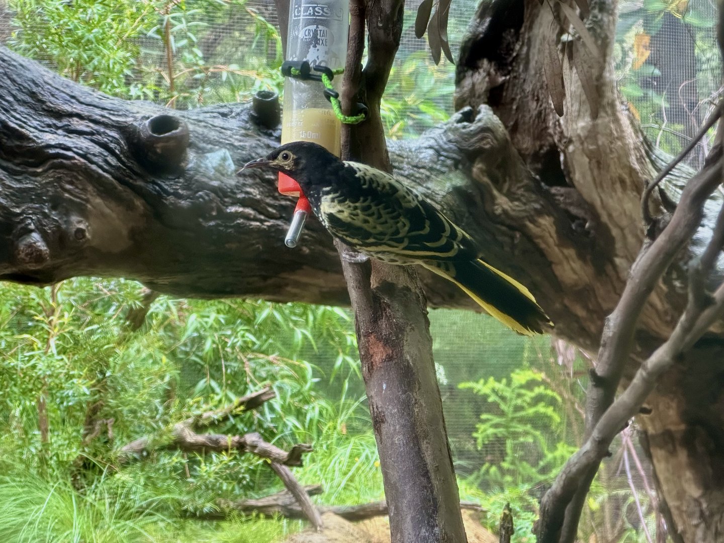 Regent honeyeater (Anthochaera phrygia)