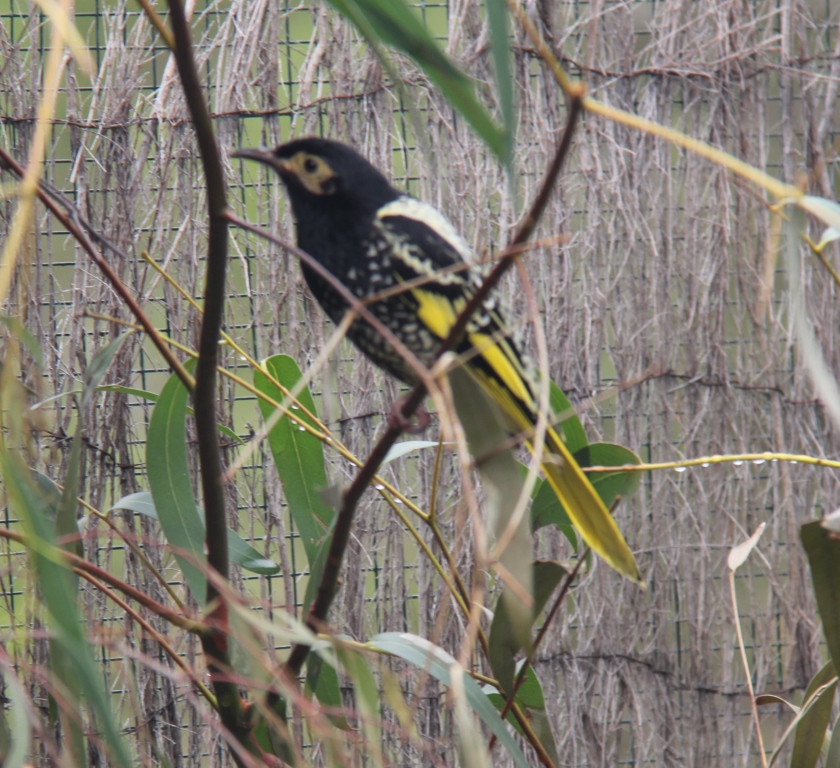 Regent Honeyeater at Moonlit Sanctuary
