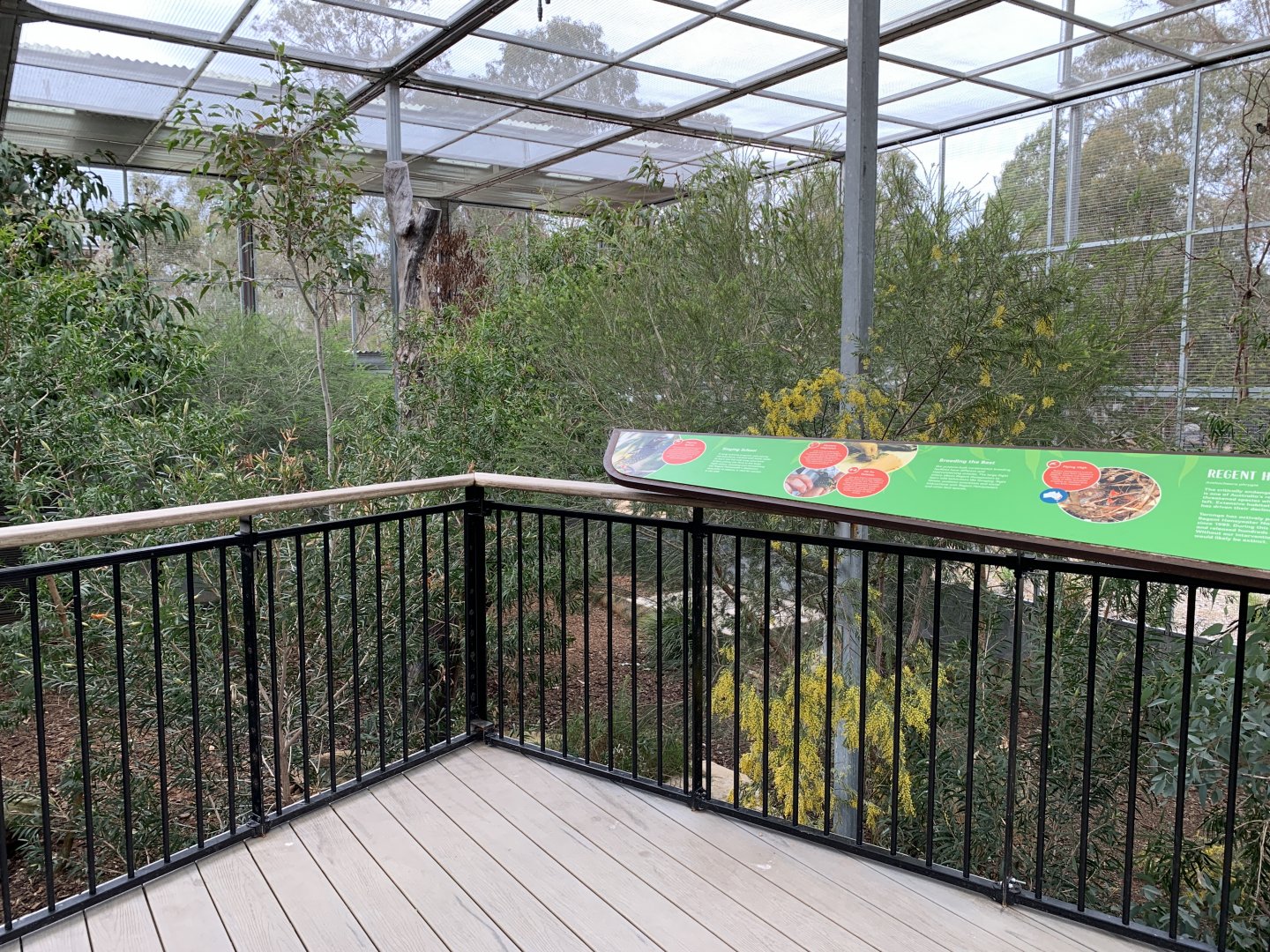 Regent Honeyeater Aviary Viewing Platform