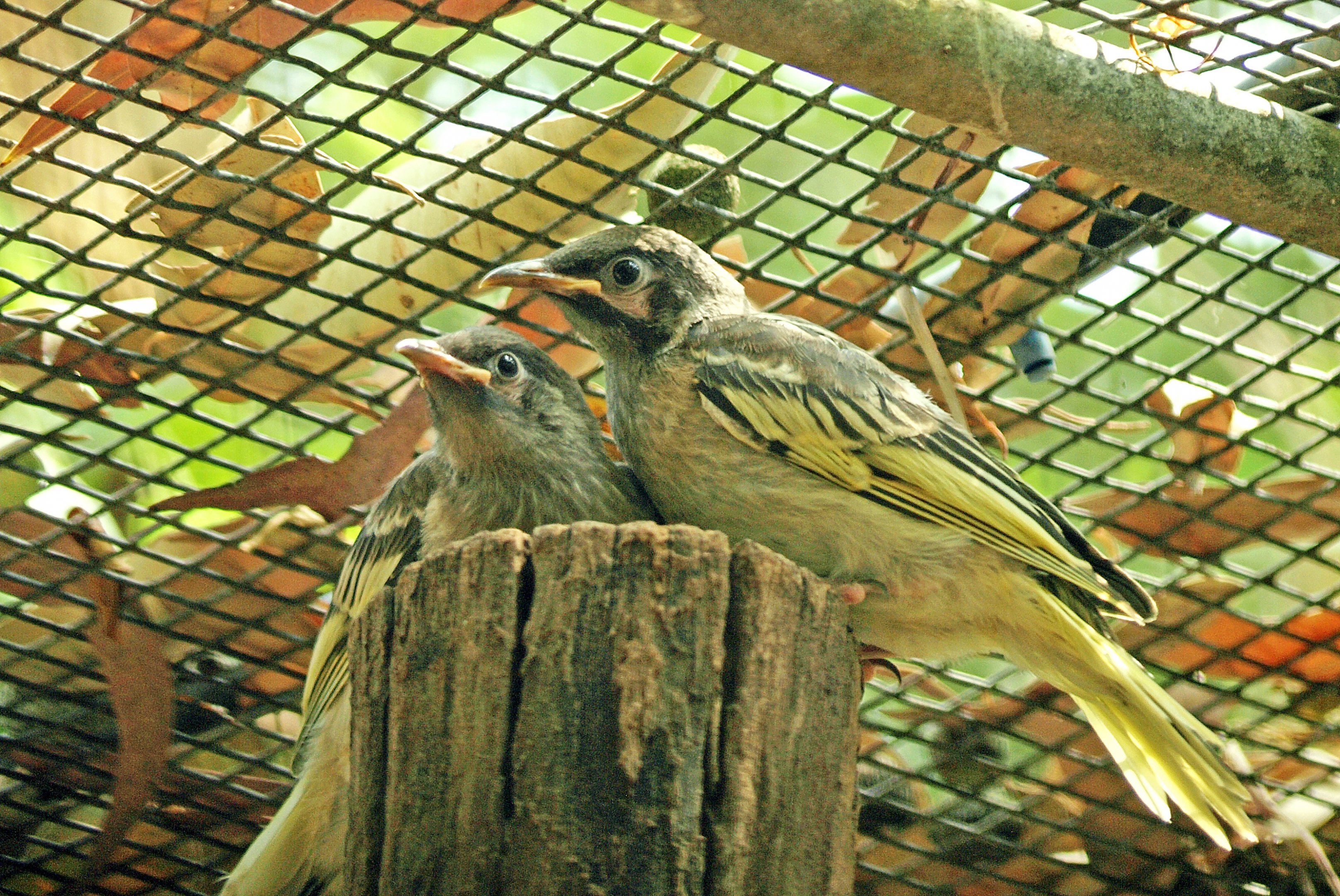 Regent honeyeater chicks