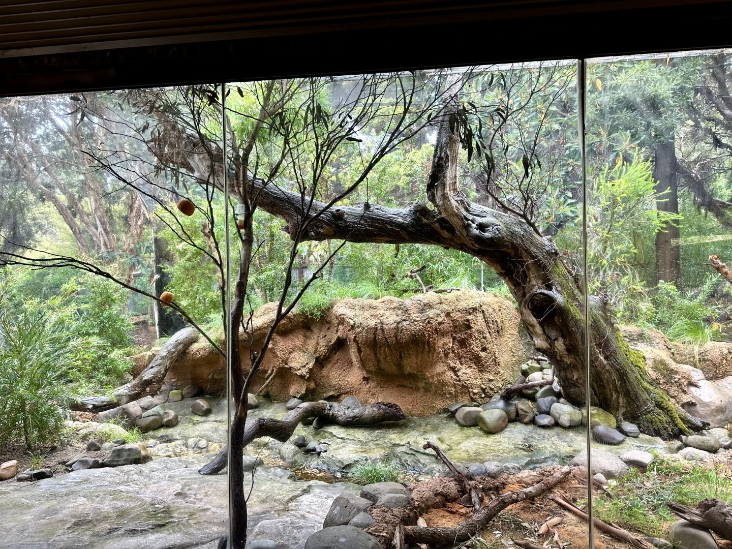 Regent Honeyeater Exhibit