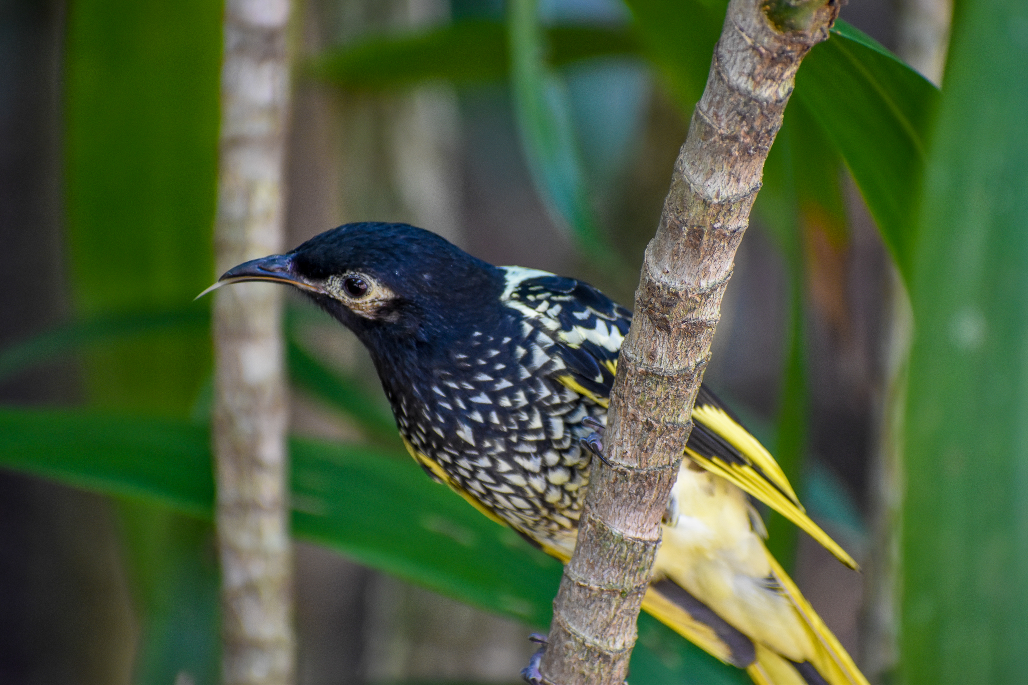 Regent Honeyeater (Xanthomyza phrygia)