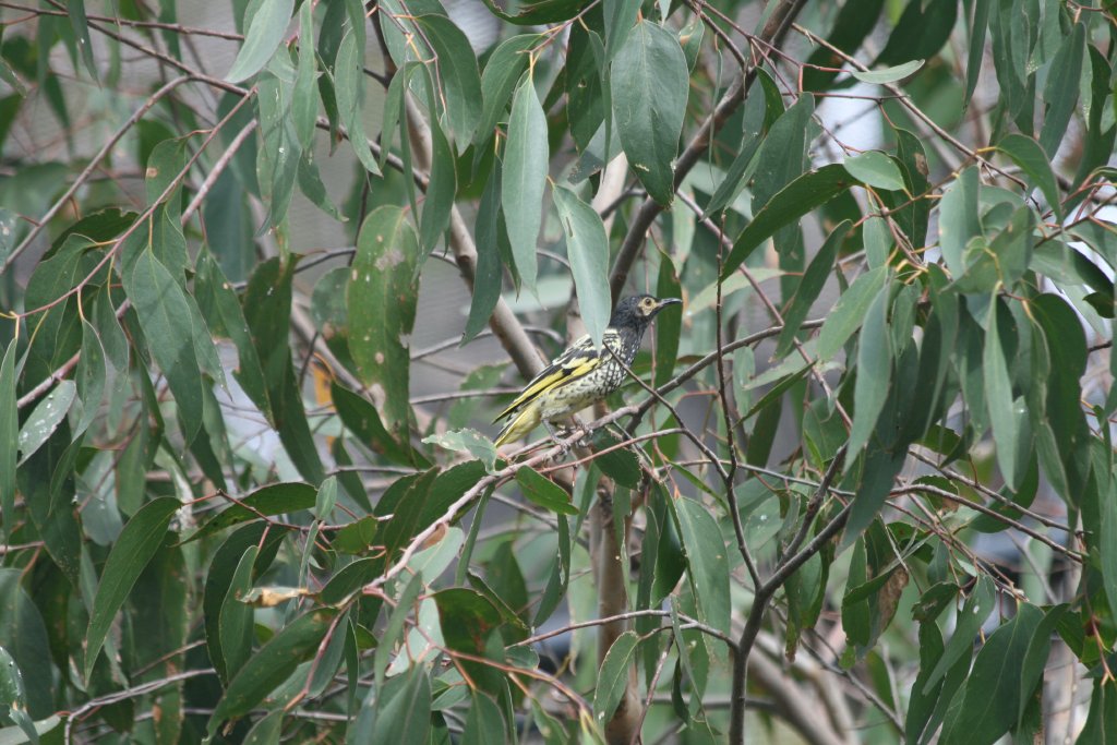 Regent Honeyeater