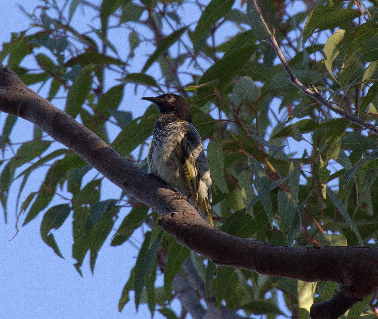 Regent Honeyeater