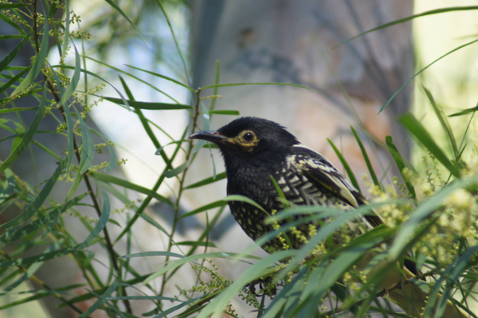 Regent Honeyeater