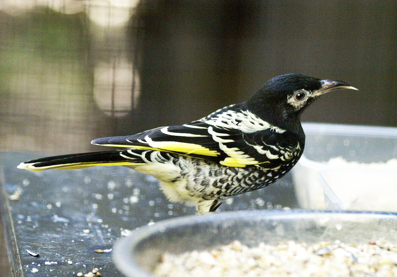 Regent honeyeater