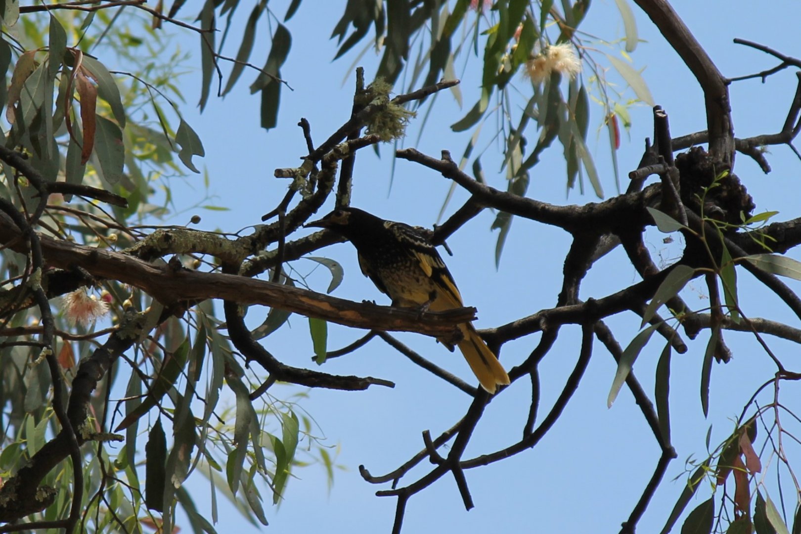 Regent Honeyeater