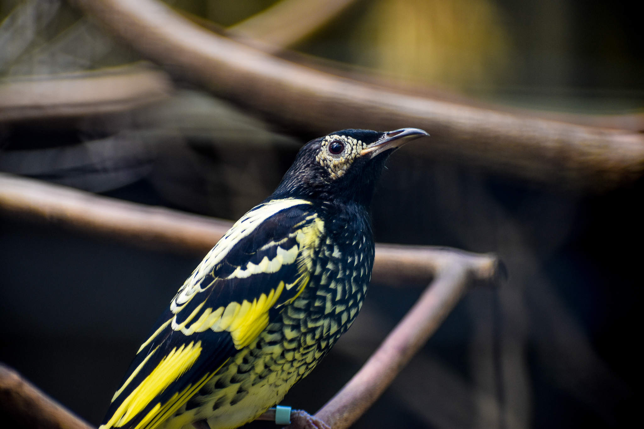 Regent Honeyeater