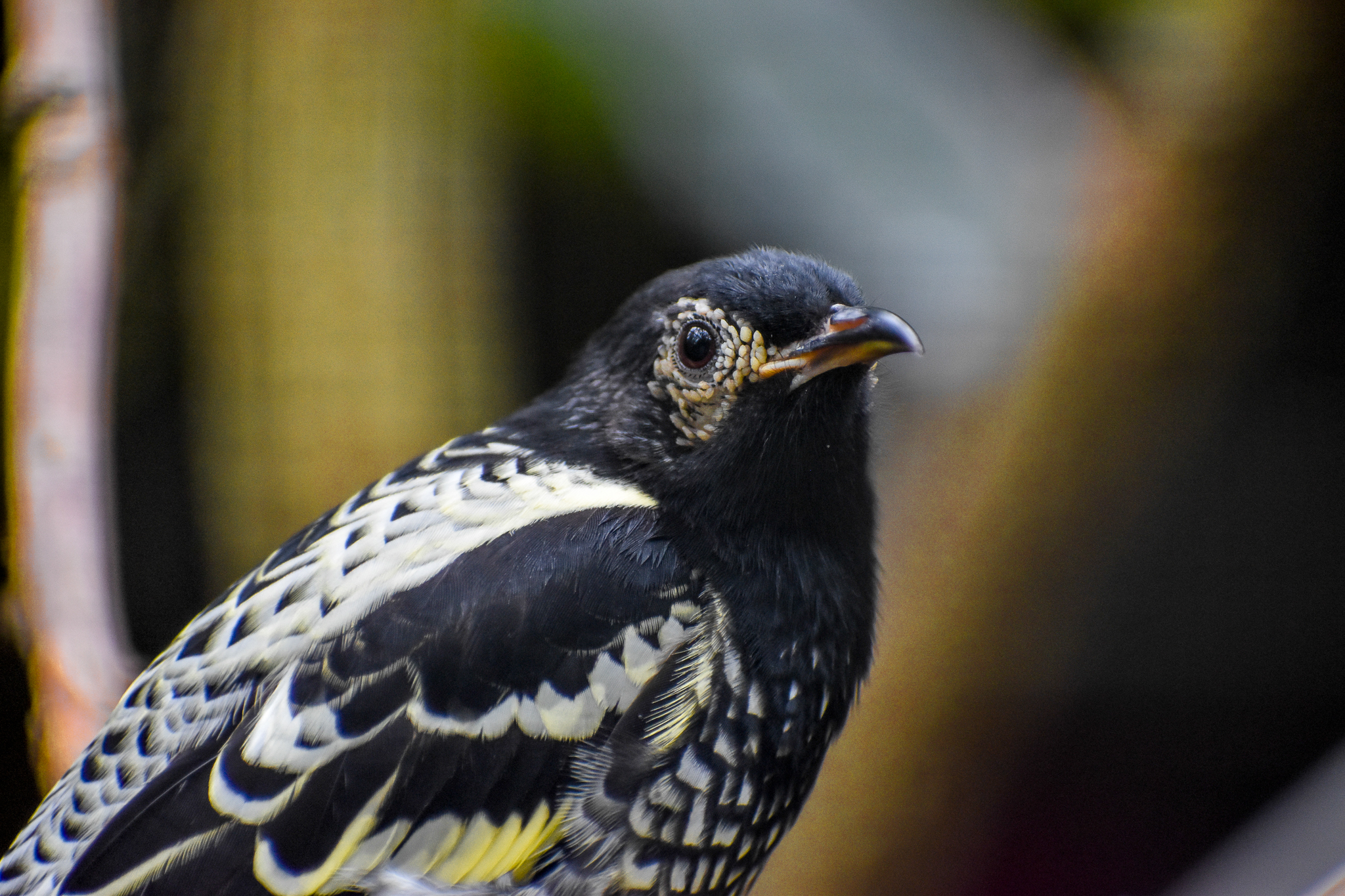 Regent Honeyeater