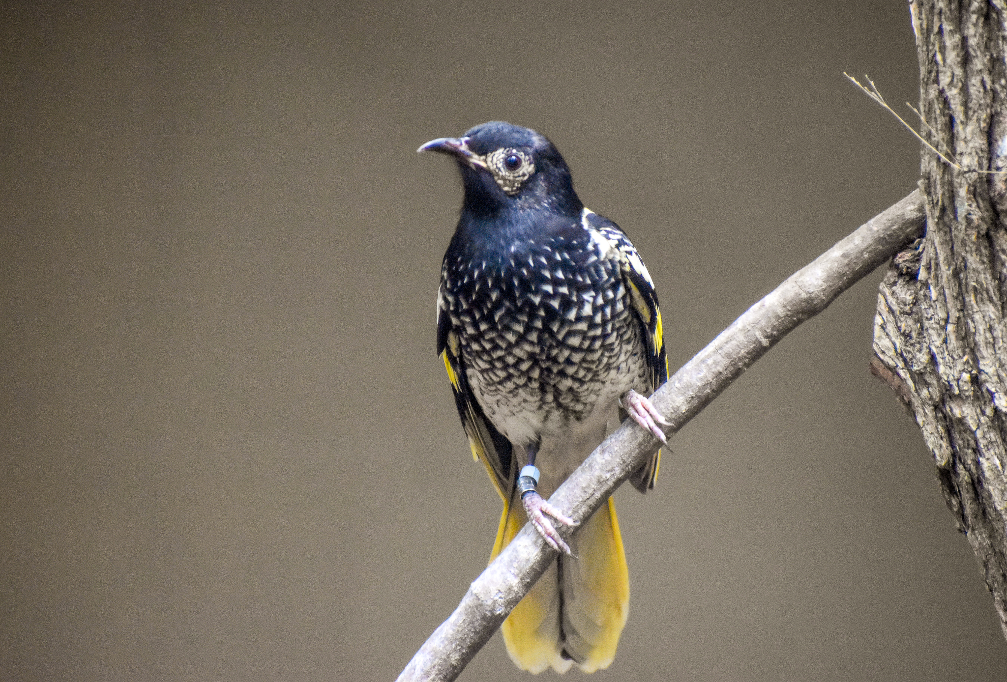 Regent Honeyeater