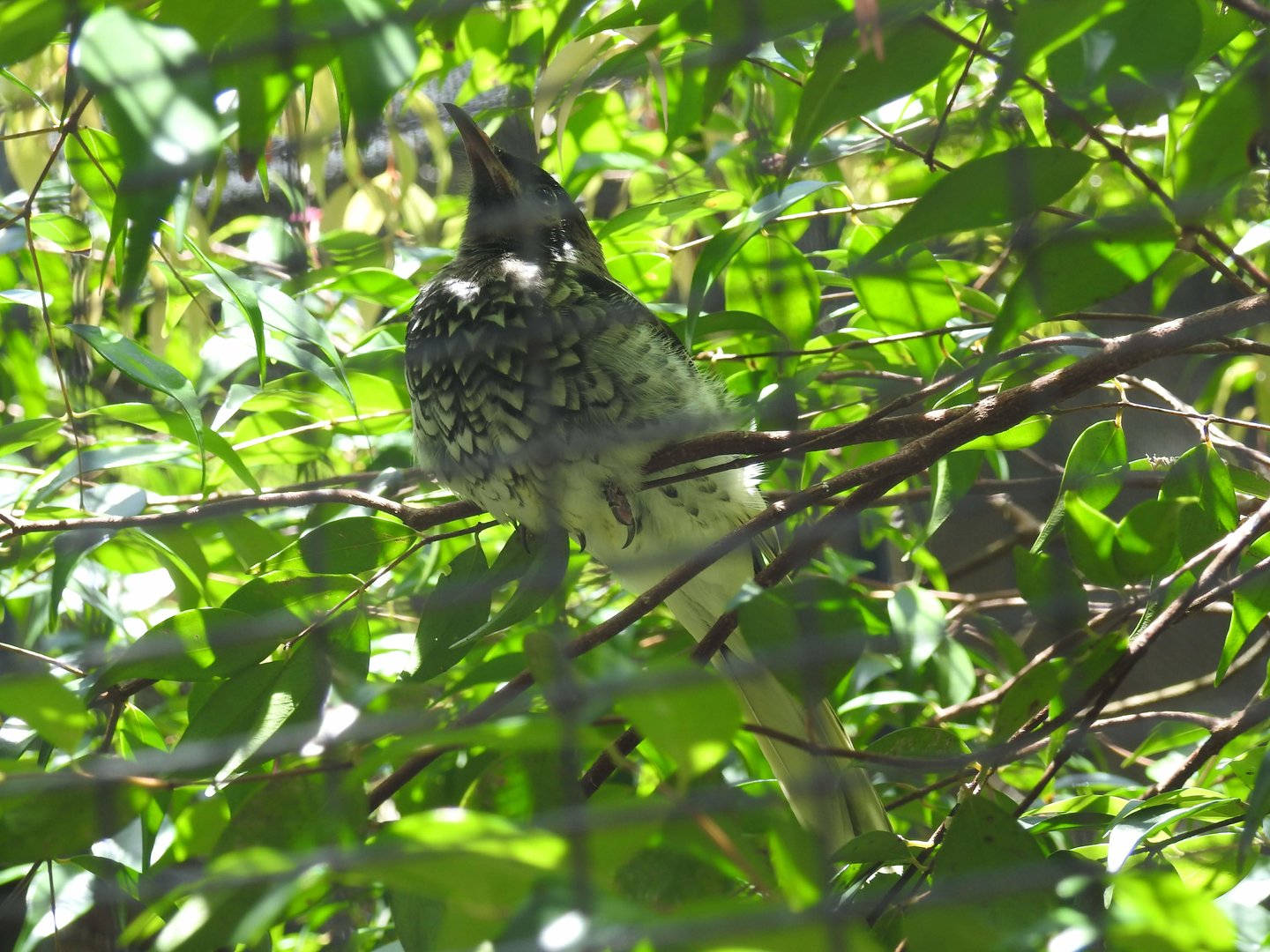 Regent Honeyeater