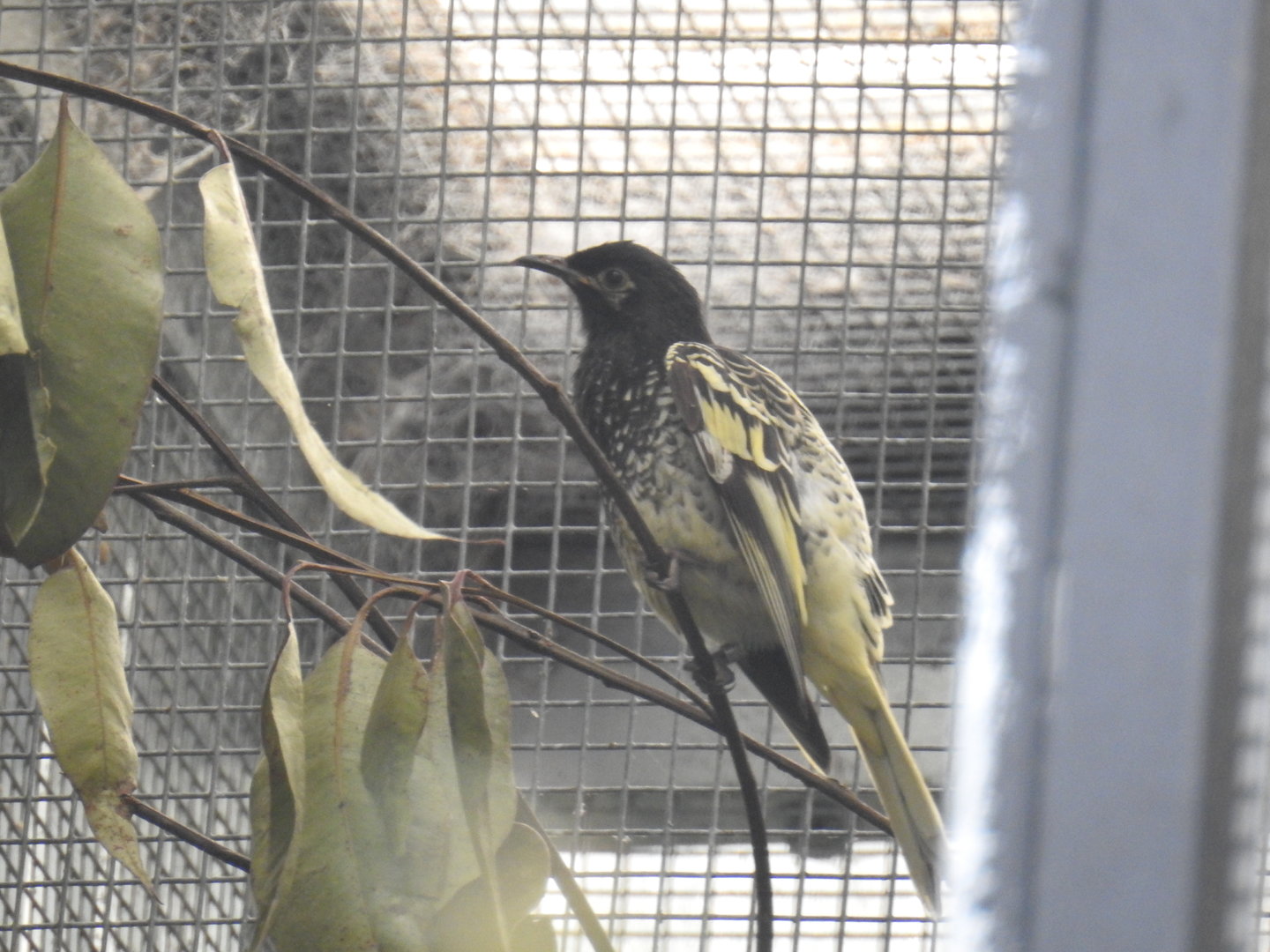 Regent Honeyeater