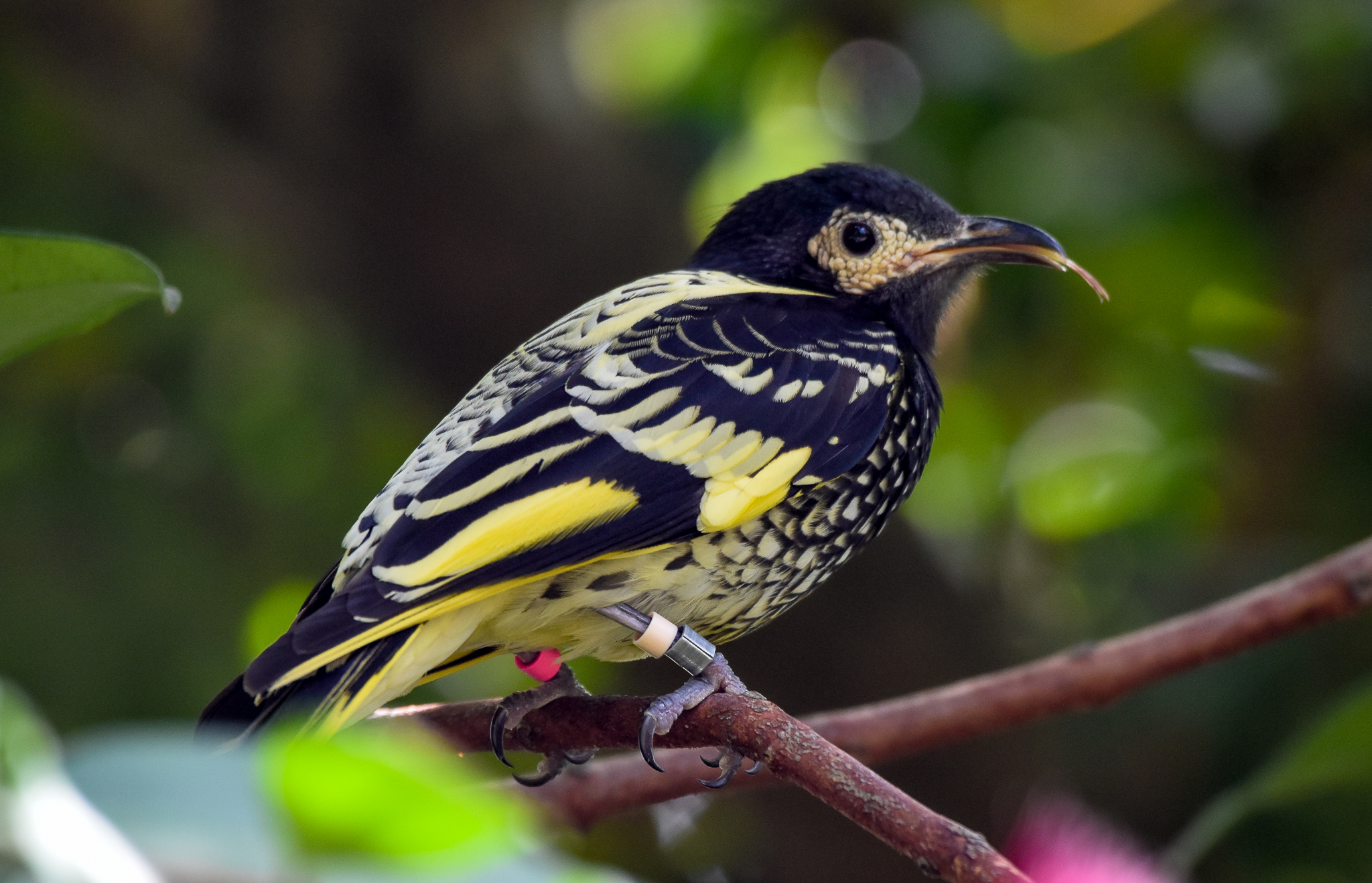 Regent Honeyeater