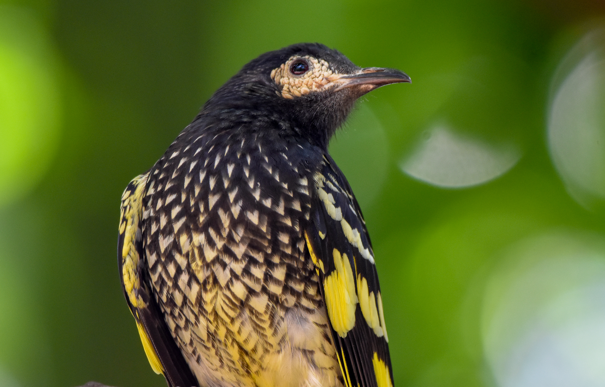 Regent Honeyeater