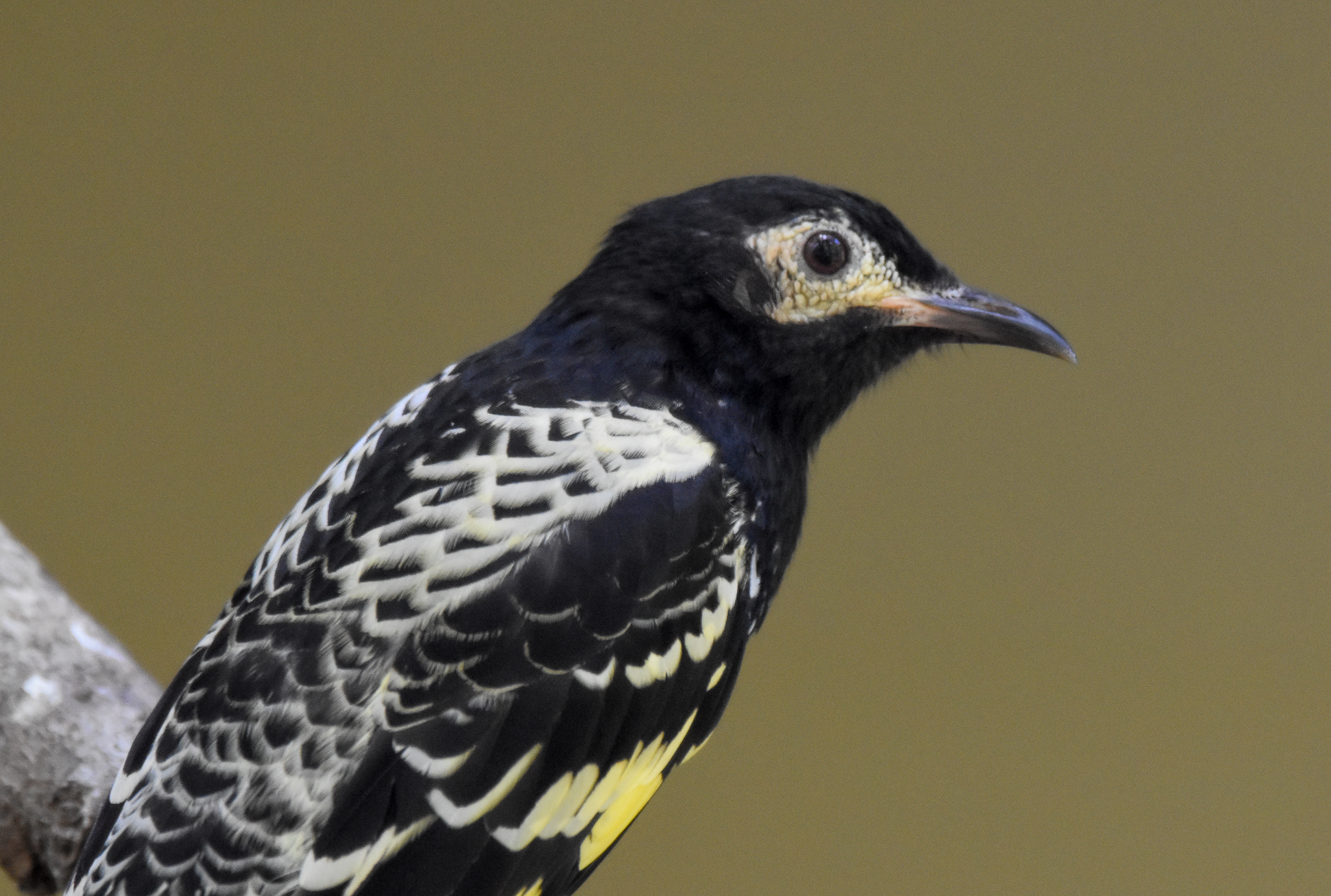 Regent Honeyeater