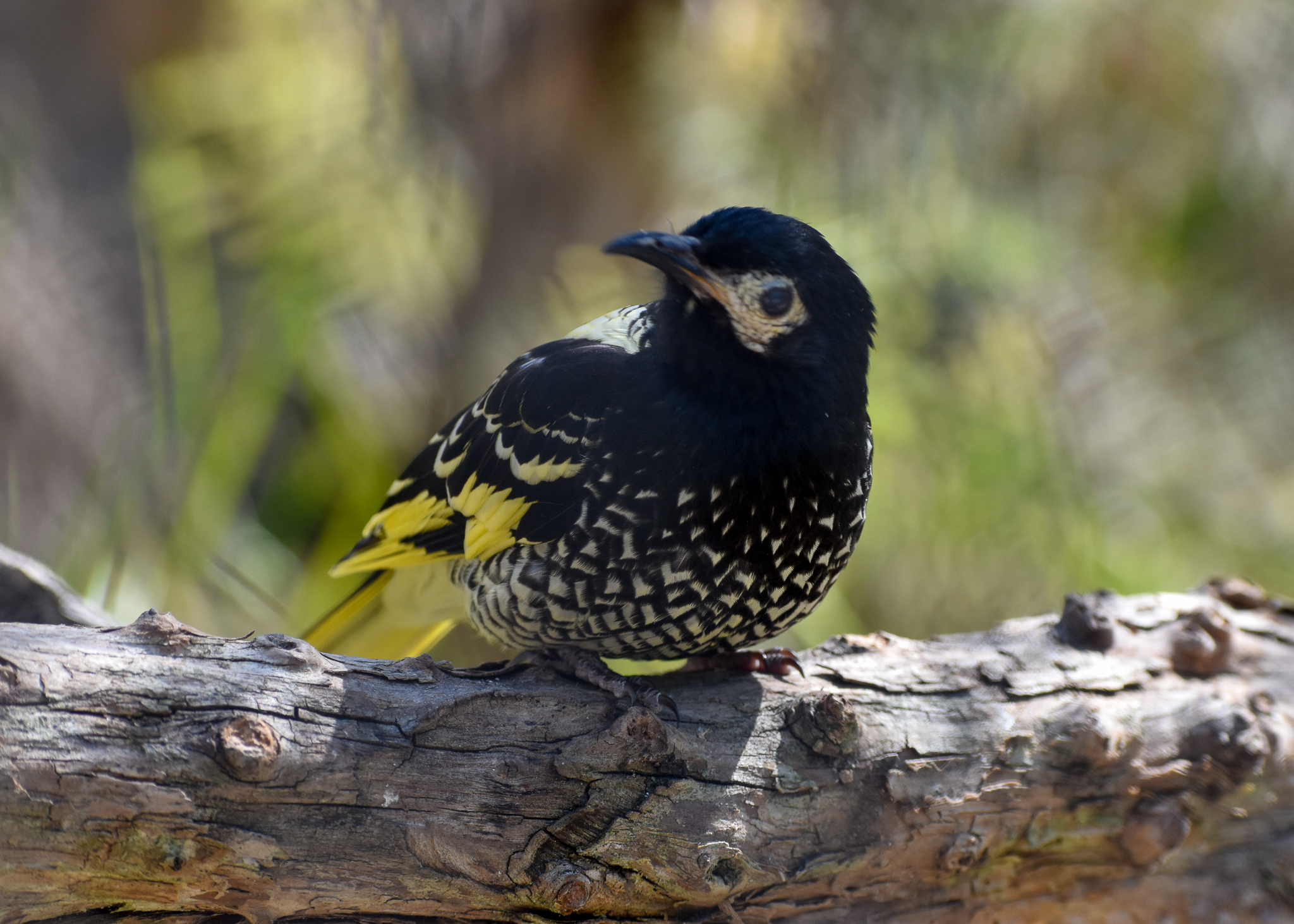 Regent Honeyeater