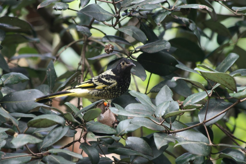 Regent Honeyeater