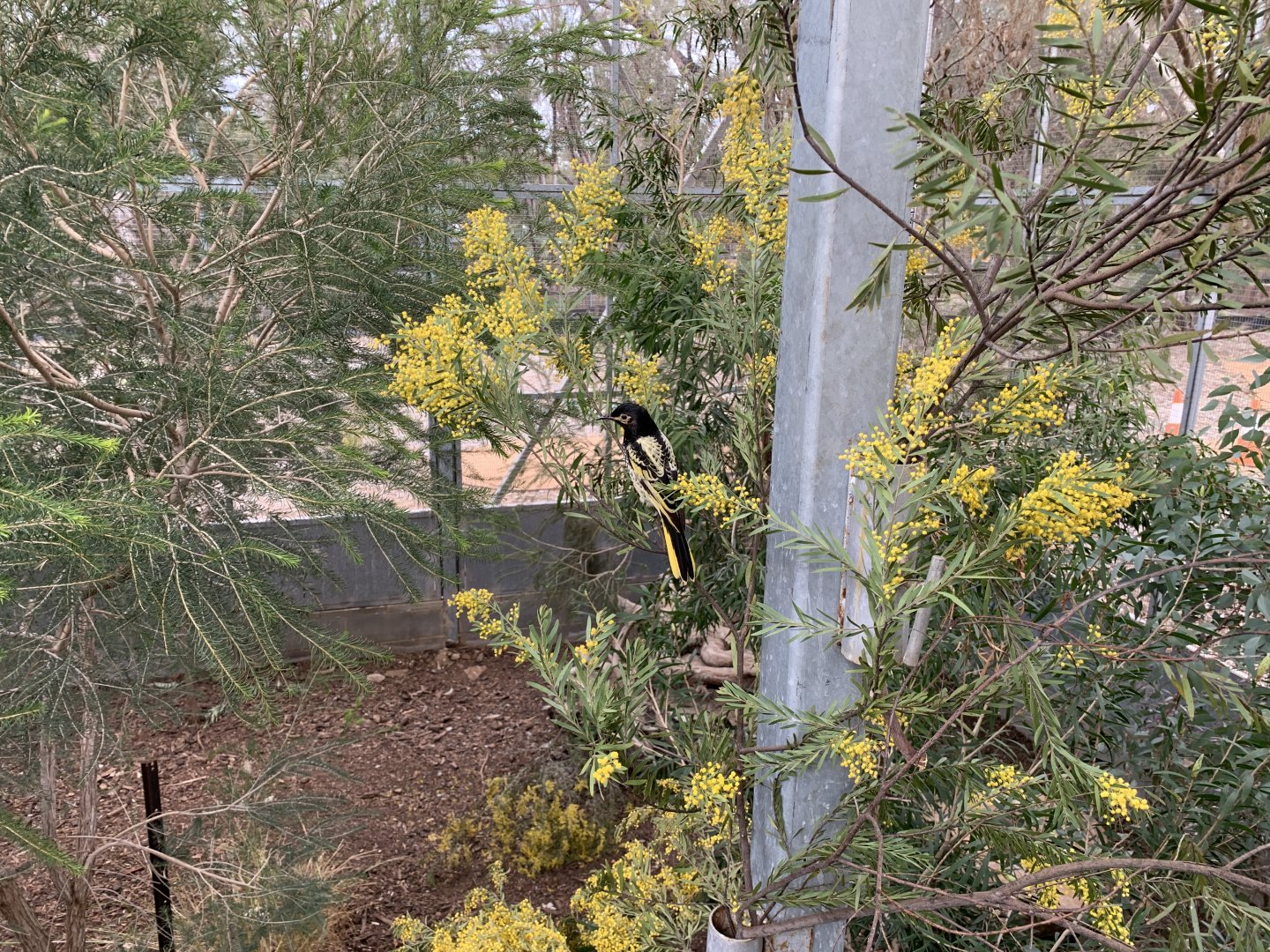 Regent Honeyeater