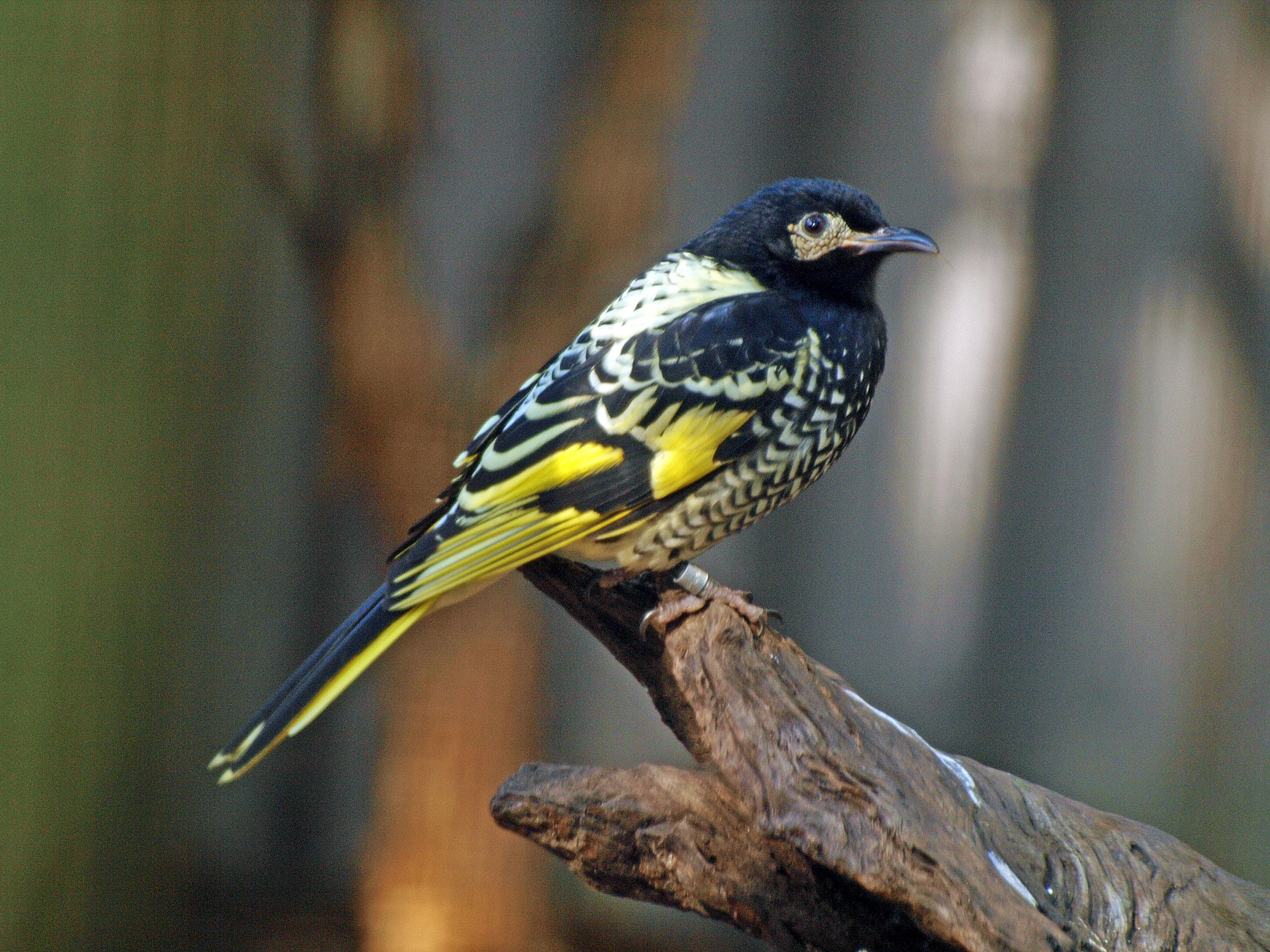 Regent honeyeater