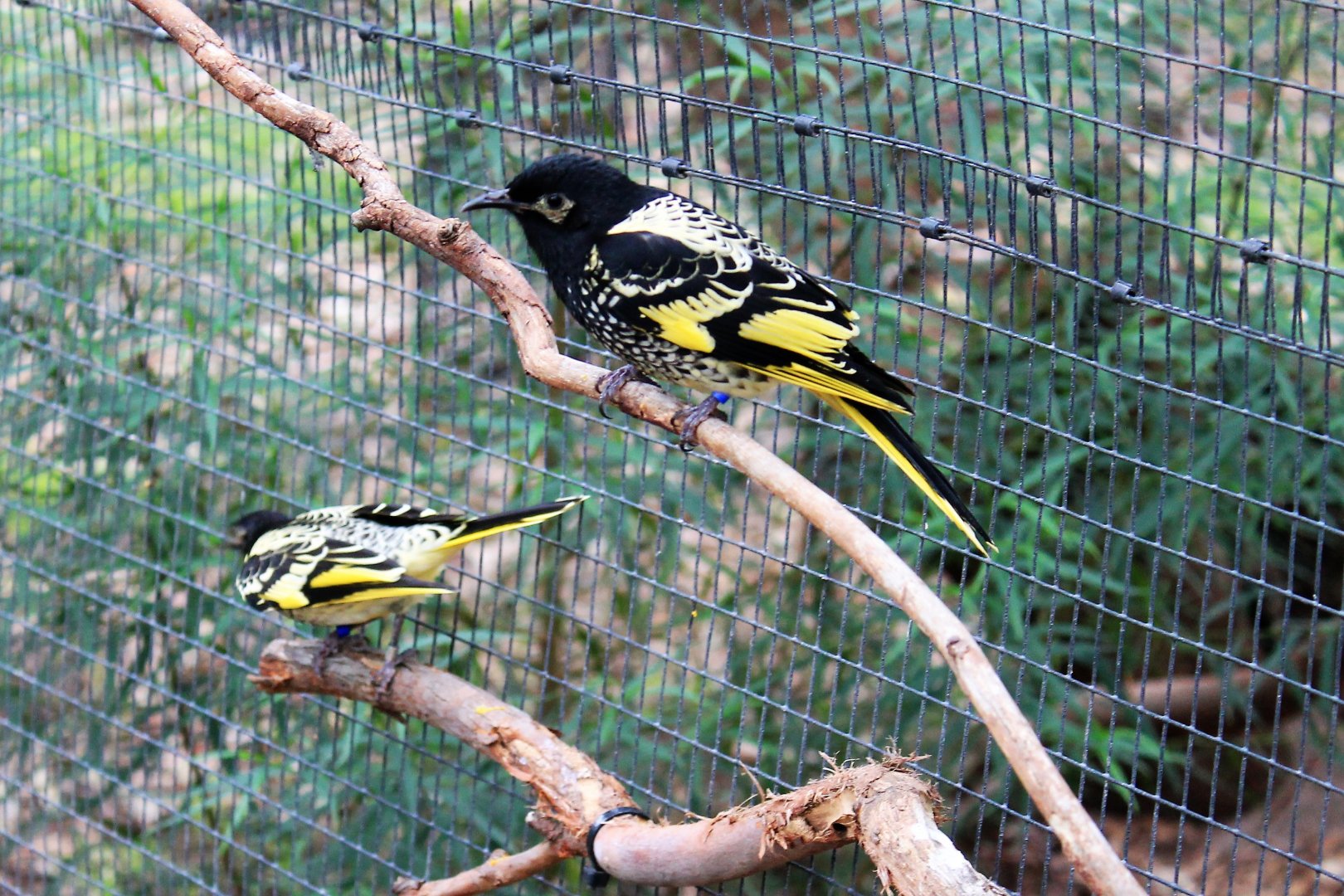 Regent Honeyeaters (Anthochaera phrygia)