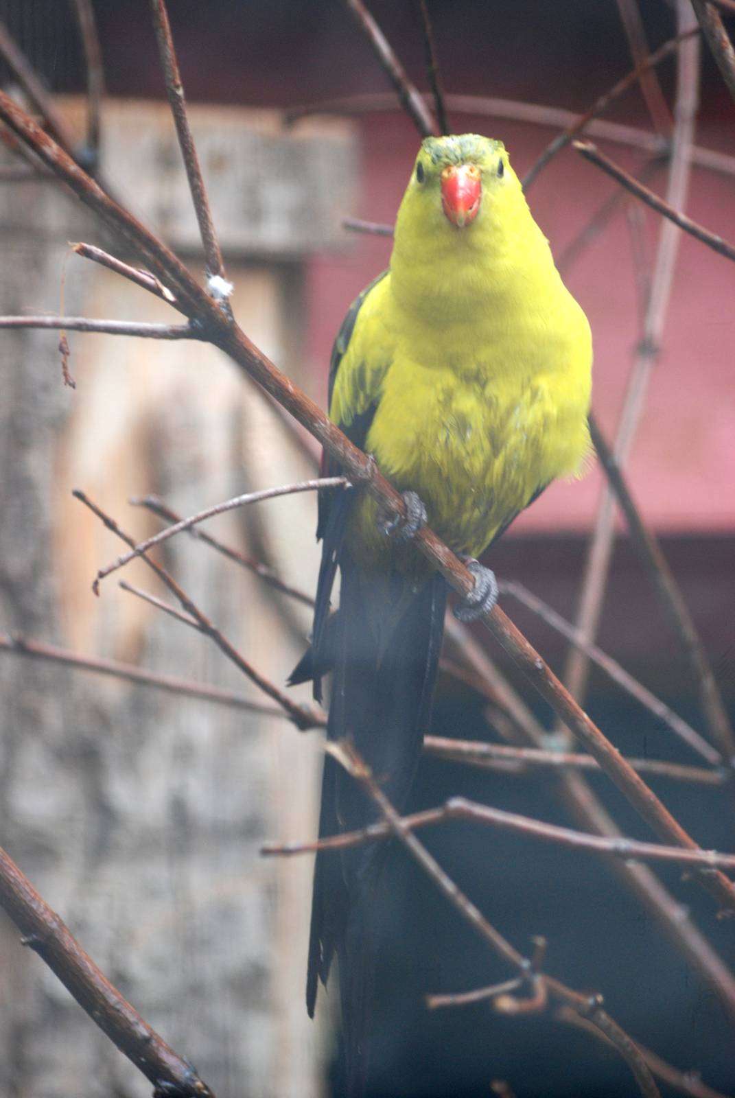 Regent Parrot at Avifauna, 04/06/12