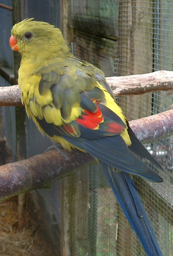 Regent Parrot - Beaver Water World - July 2006