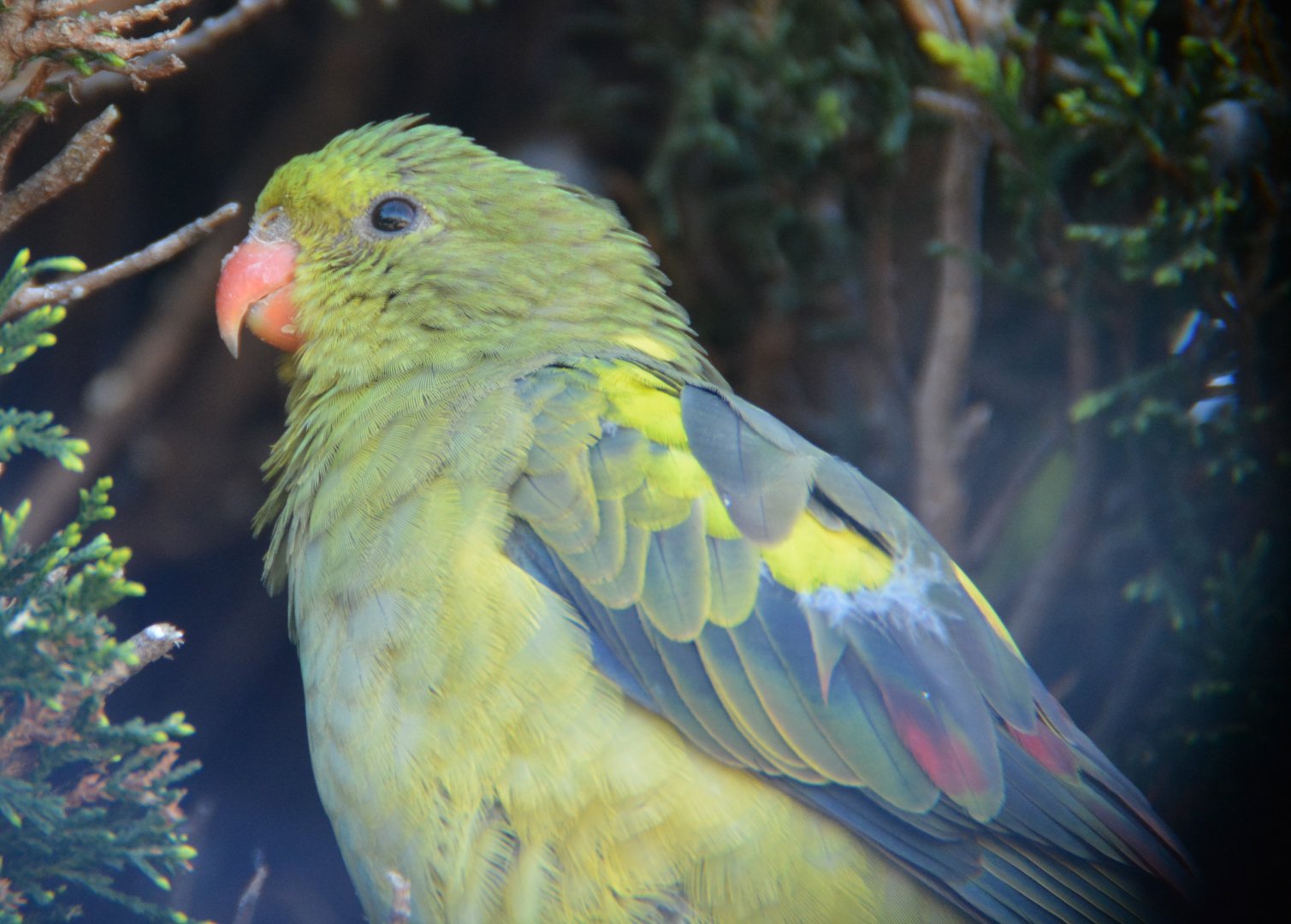 Regent parrot -- female