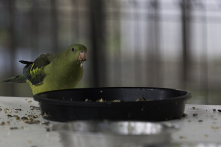 Regent Parrot Hen