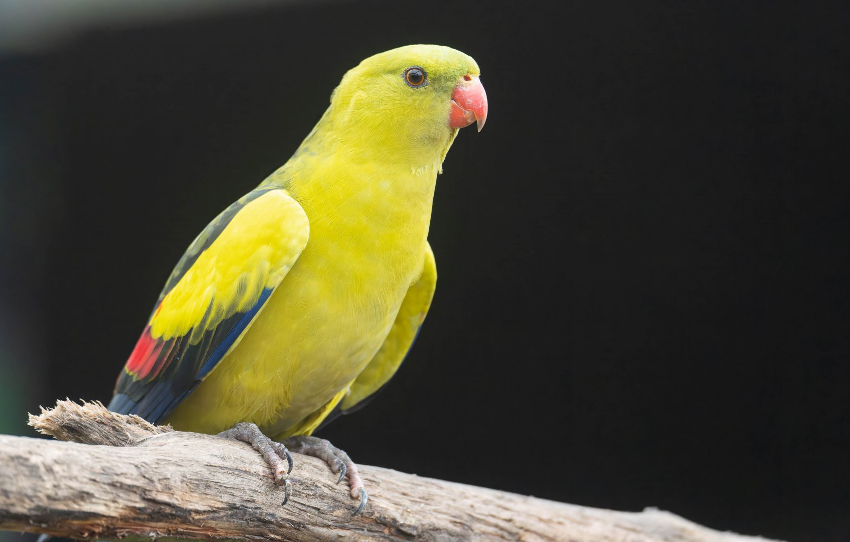 Regent parrot,  Lincs wildlife park, UK