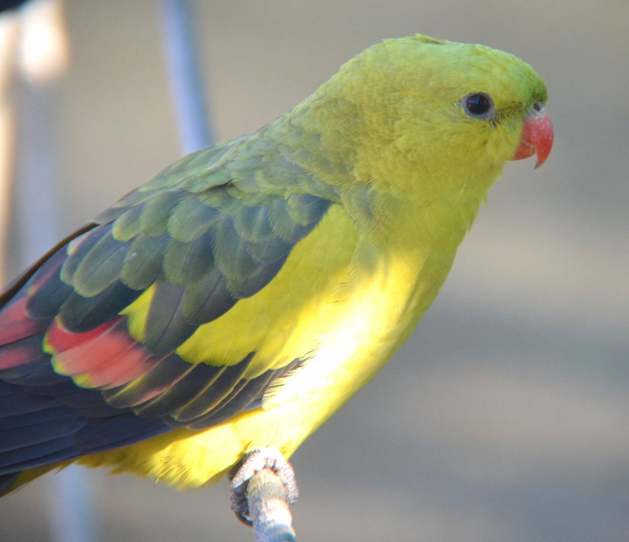 Regent parrot -- male