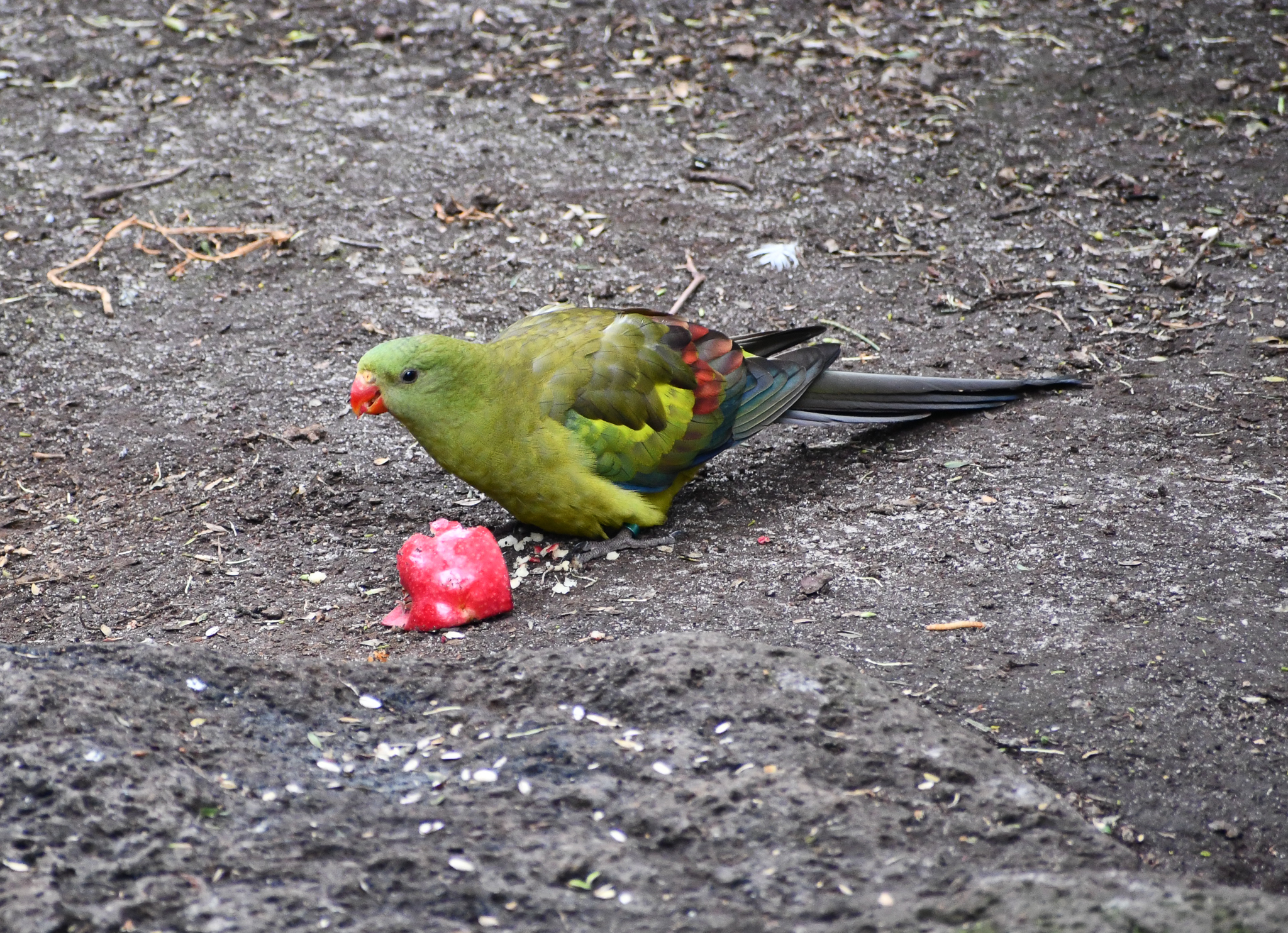Regent Parrot - new species