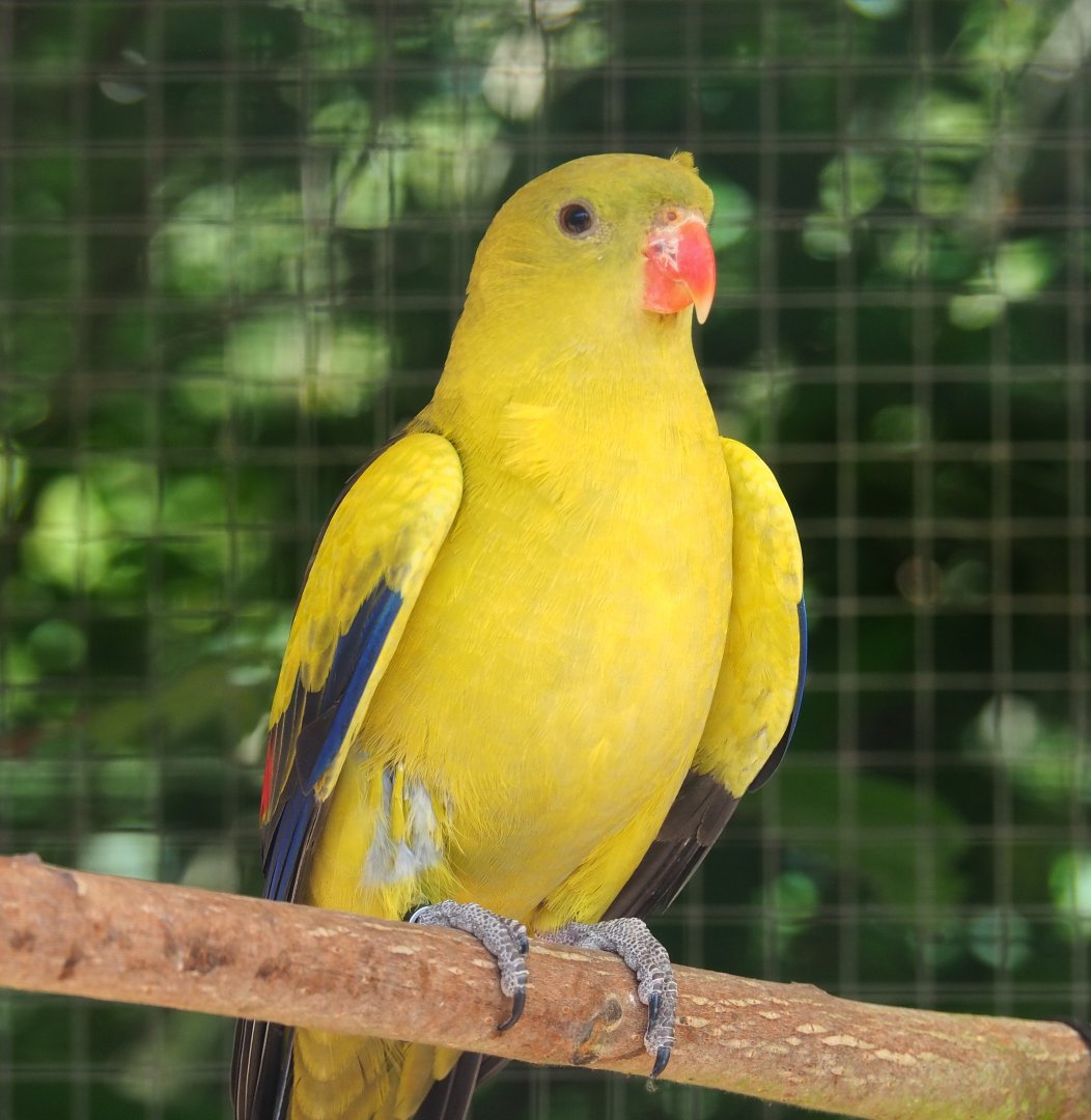 Regent parrot (Polytelis anthopeplus), 2019-06-01