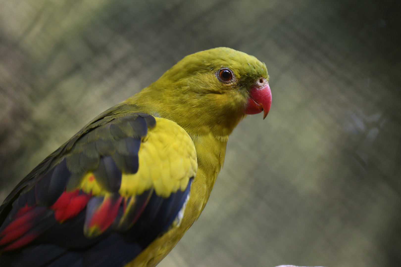 Regent Parrot Polytelis anthopeplus