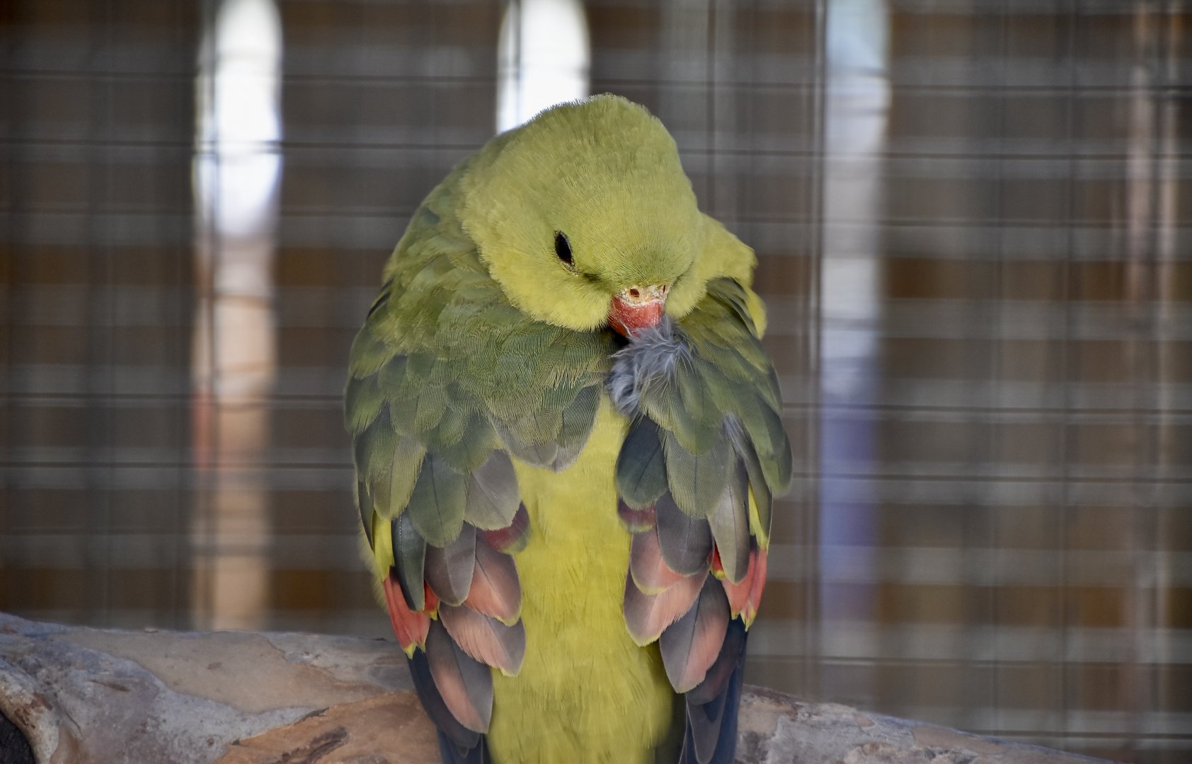 Regent Parrot (Polytelis anthopeplus)