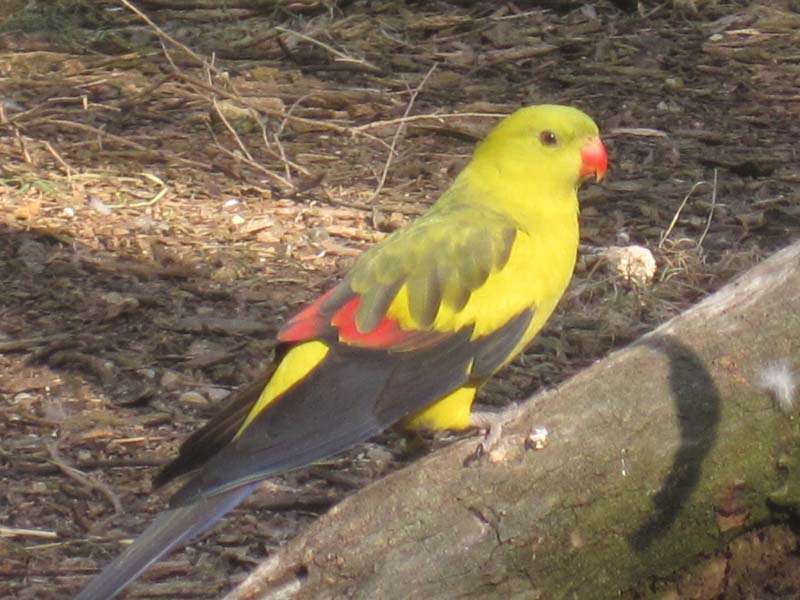 Regent parrot