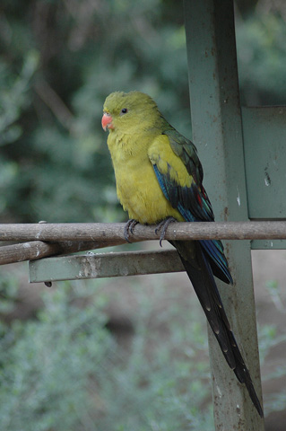 Regent Parrot
