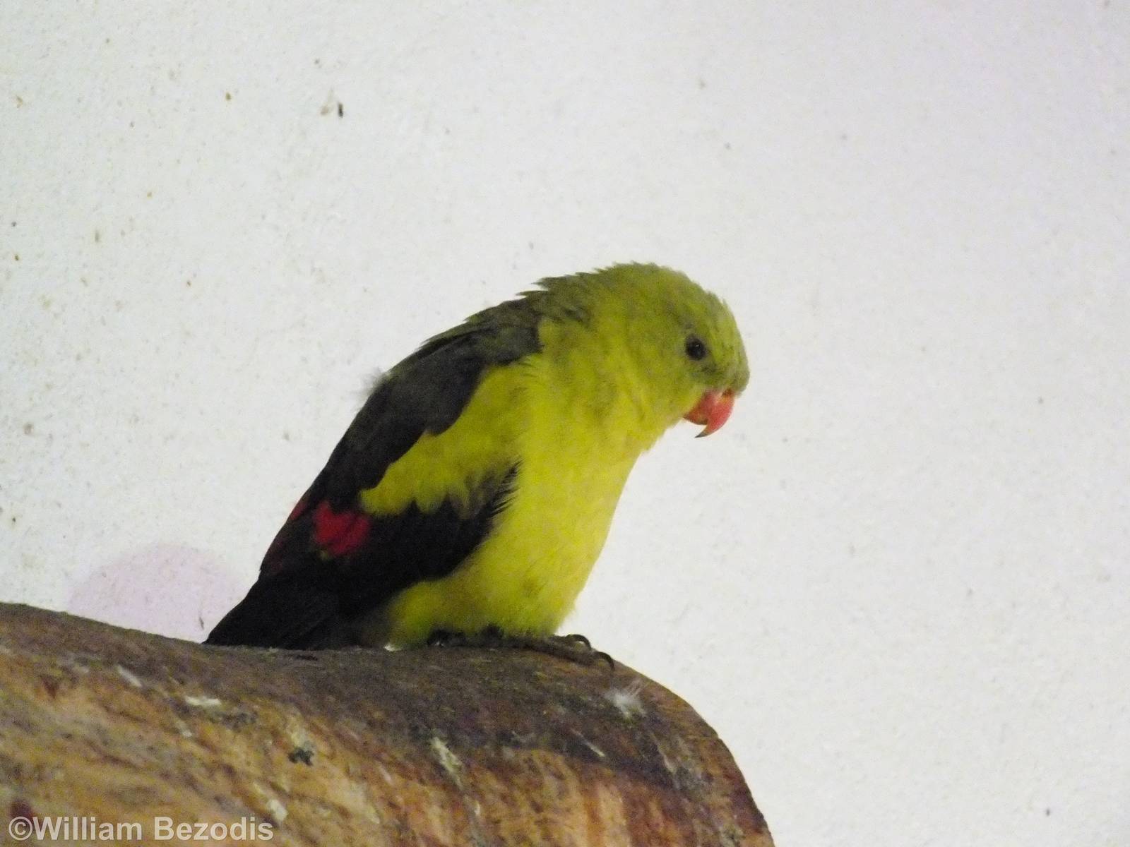 Regent Parrot