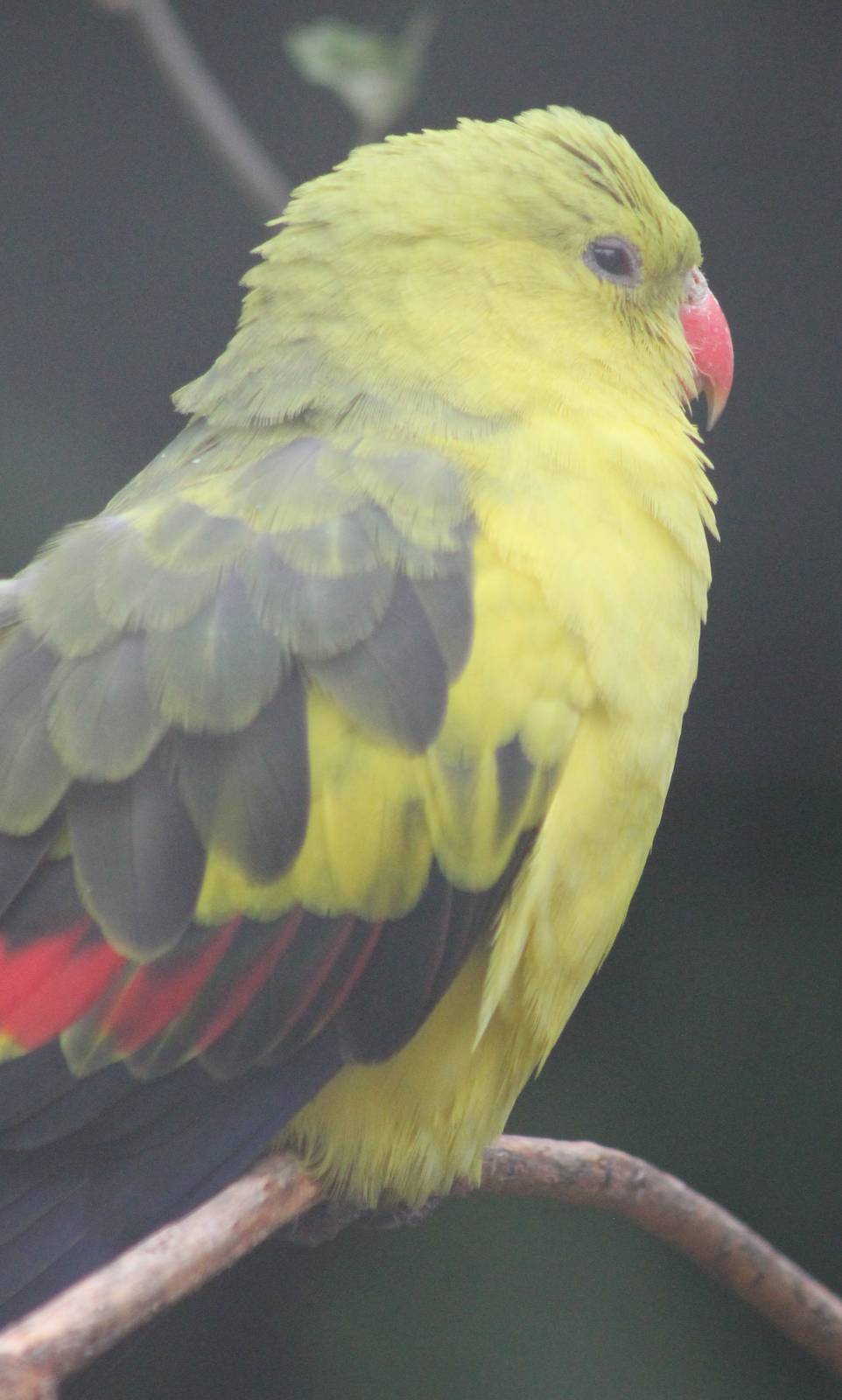 Regent parrot