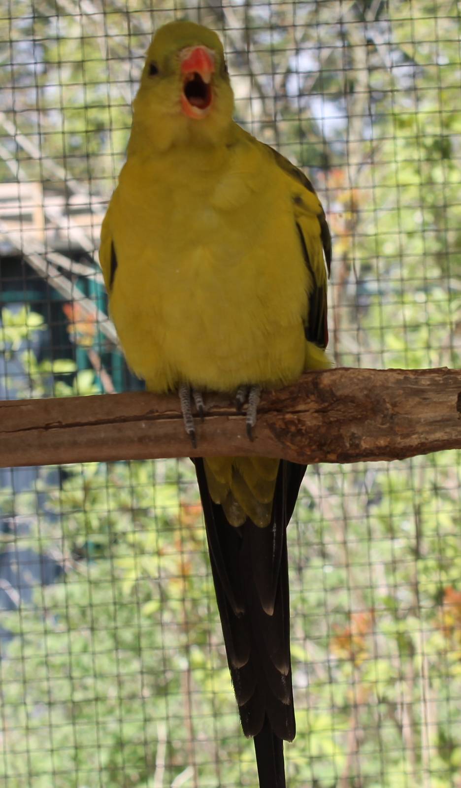 Regent parrot