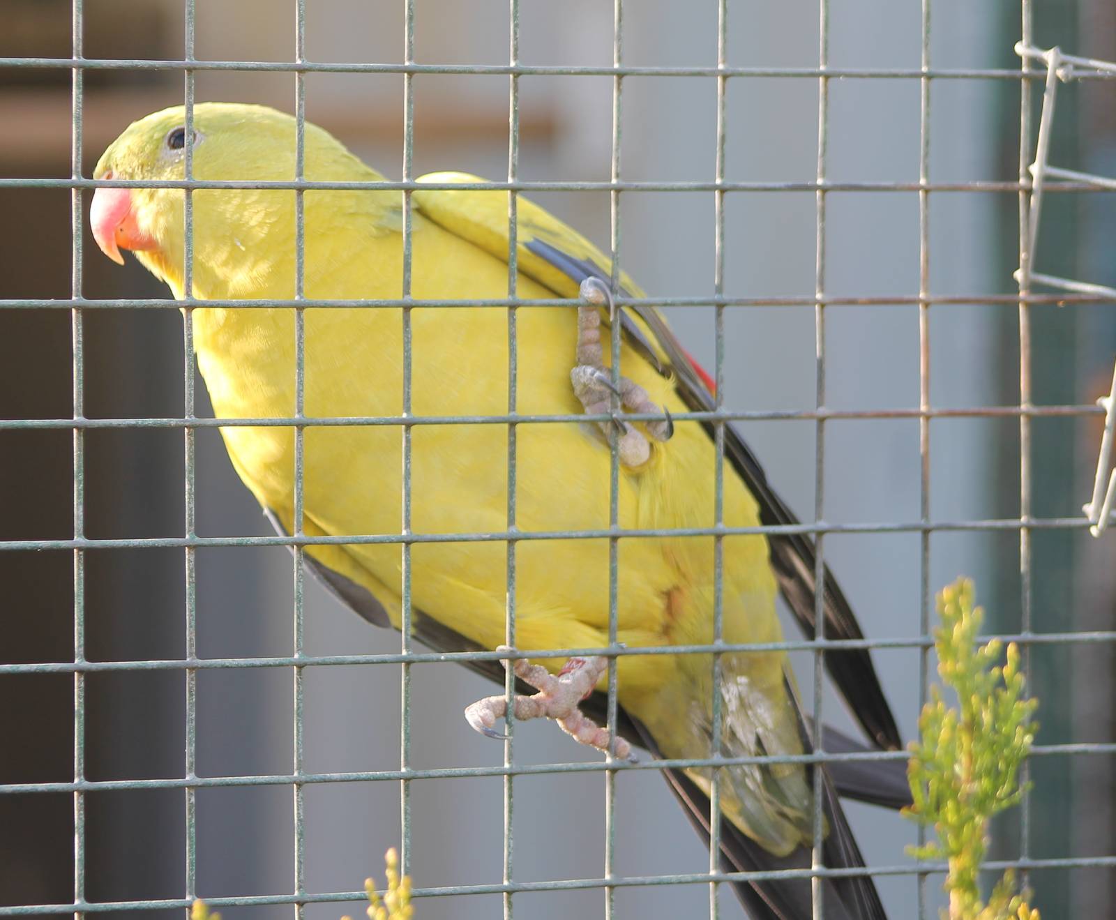 Regent parrot