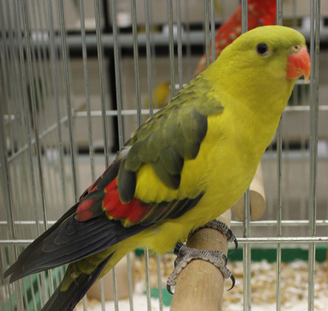 Regent parrot
